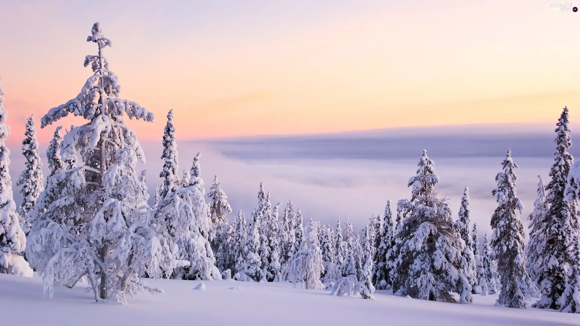 winter, trees, viewes, snow