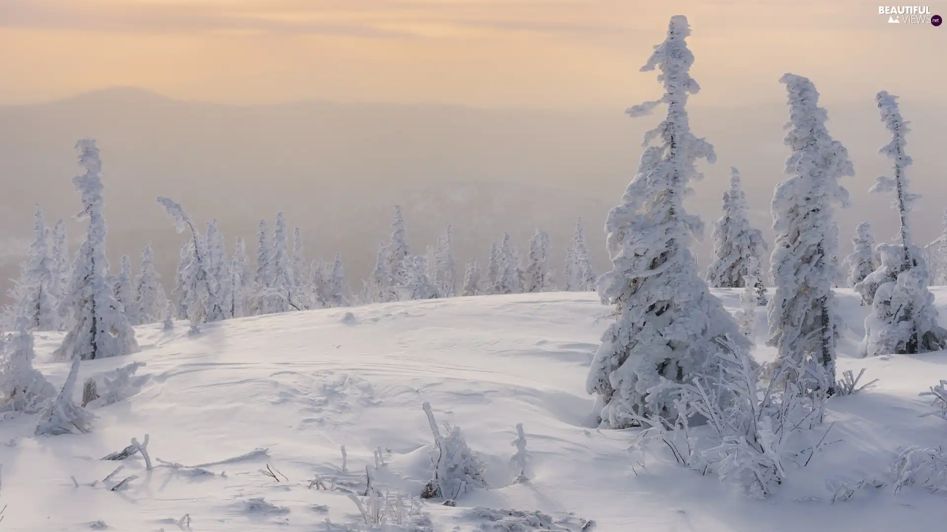 snow, Sunrise, trees, viewes, Snowy, winter