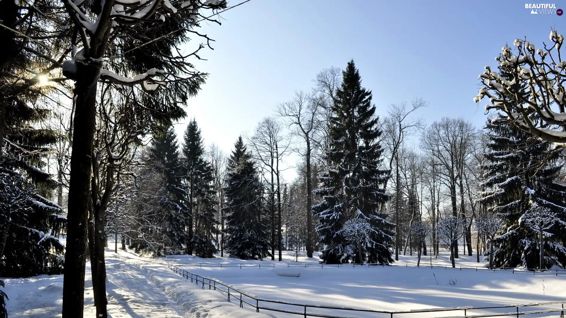 winter, trees, viewes, snow