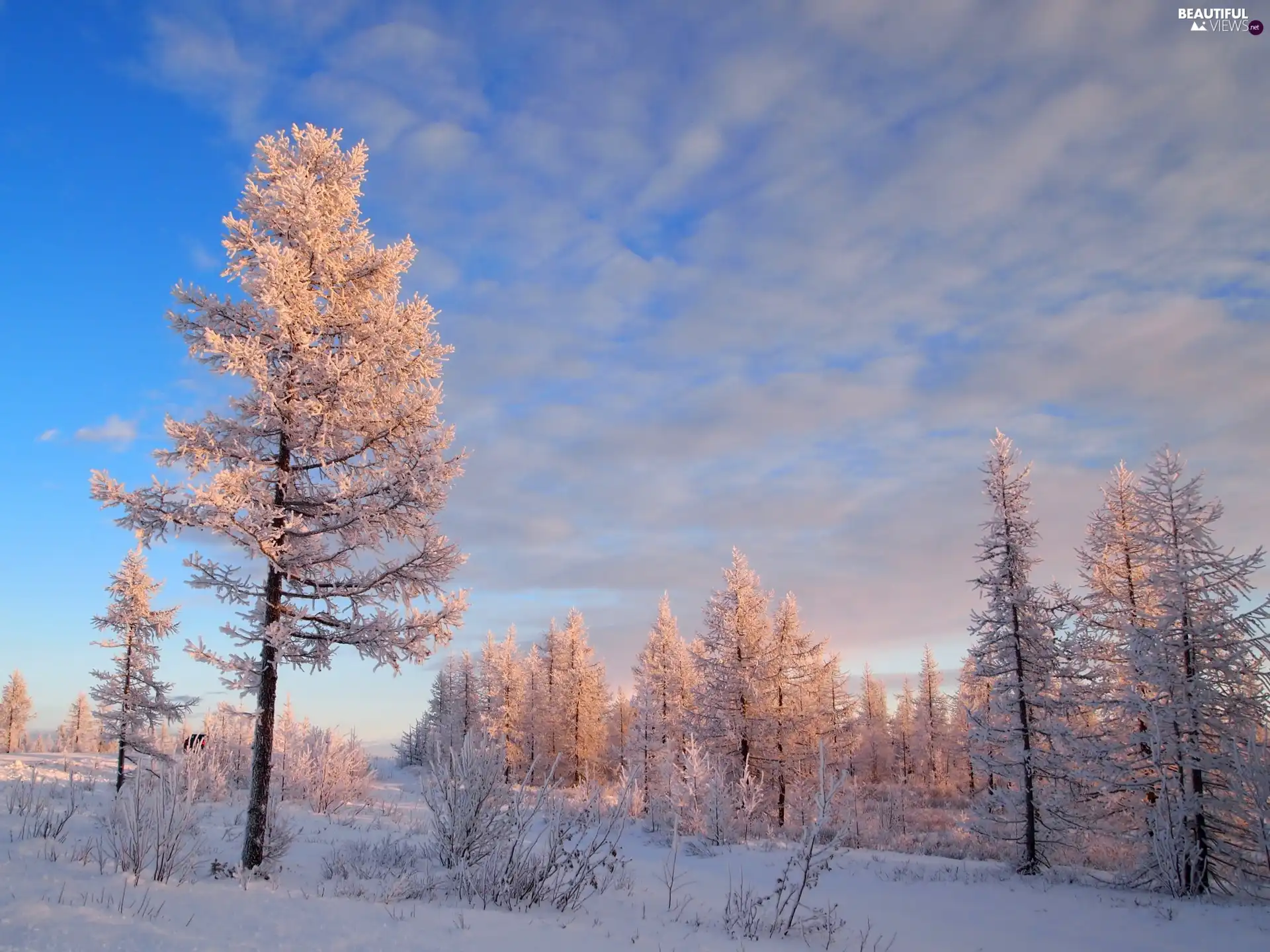 winter, trees, viewes, Snowy