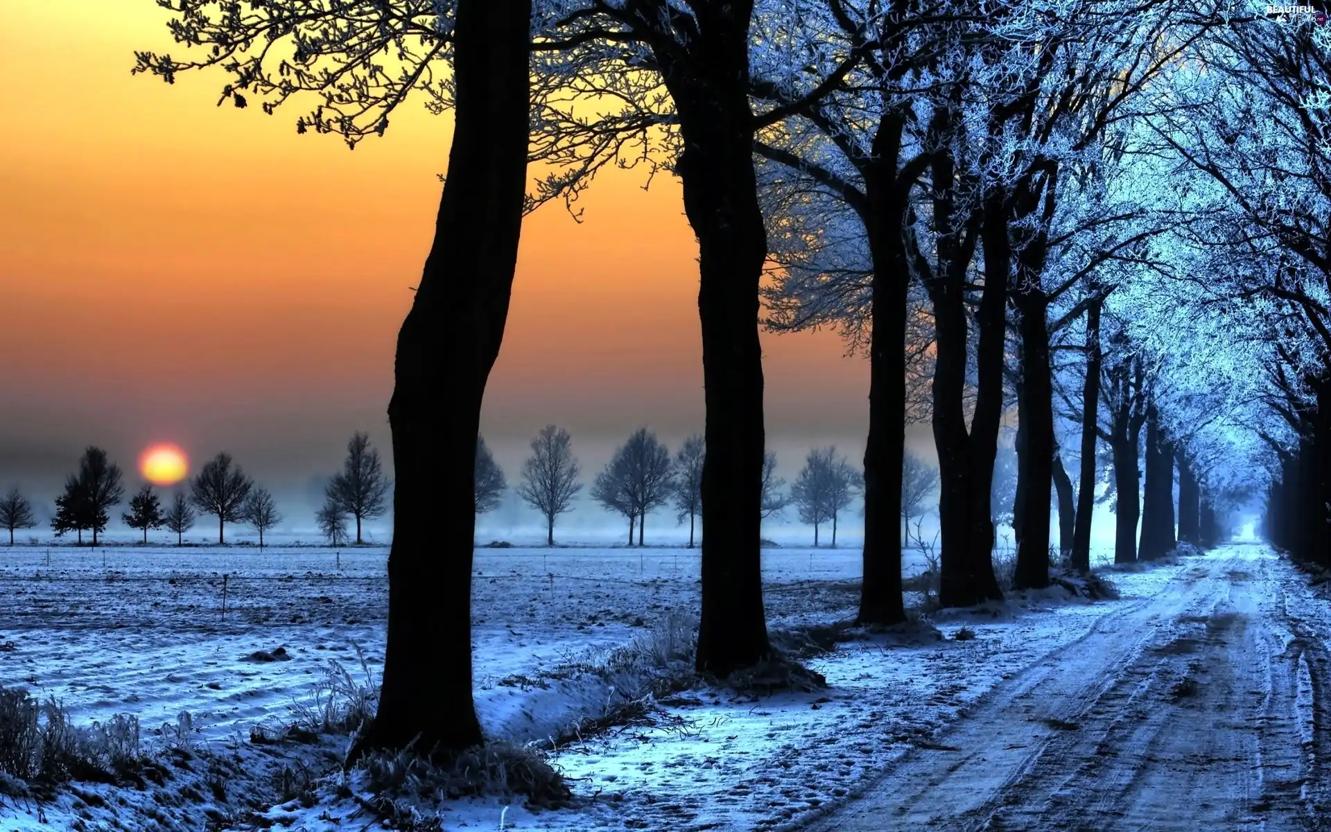 winter, trees, viewes, Way