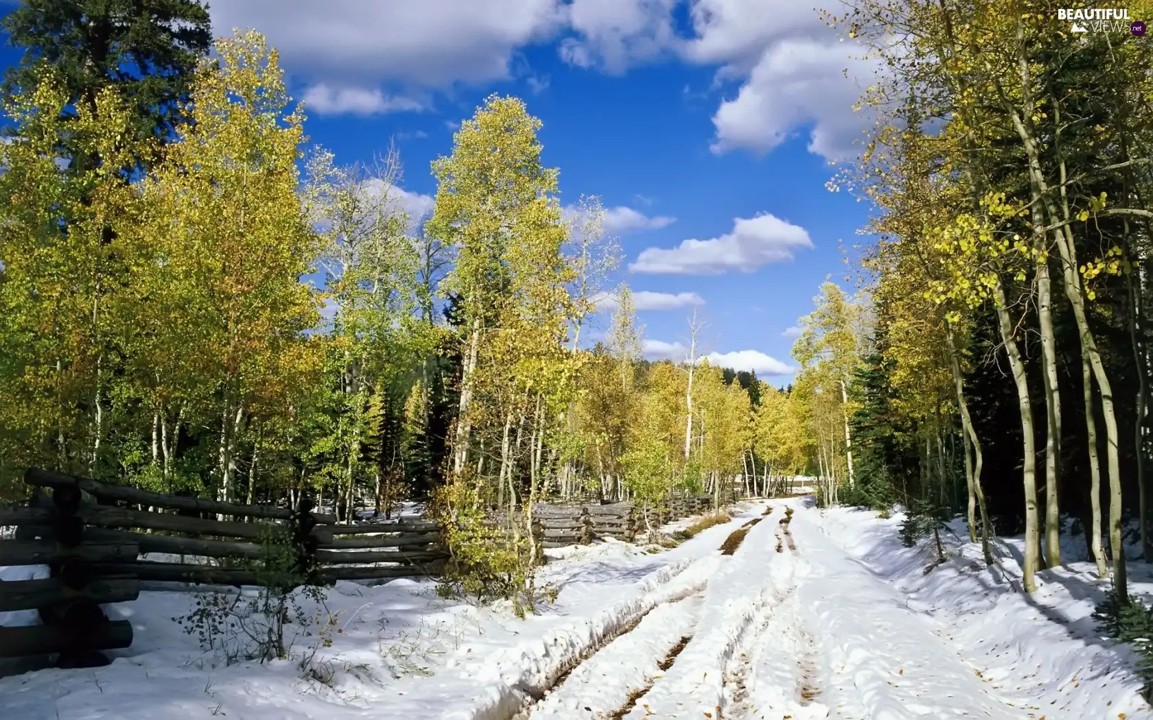 winter, trees, viewes, Way