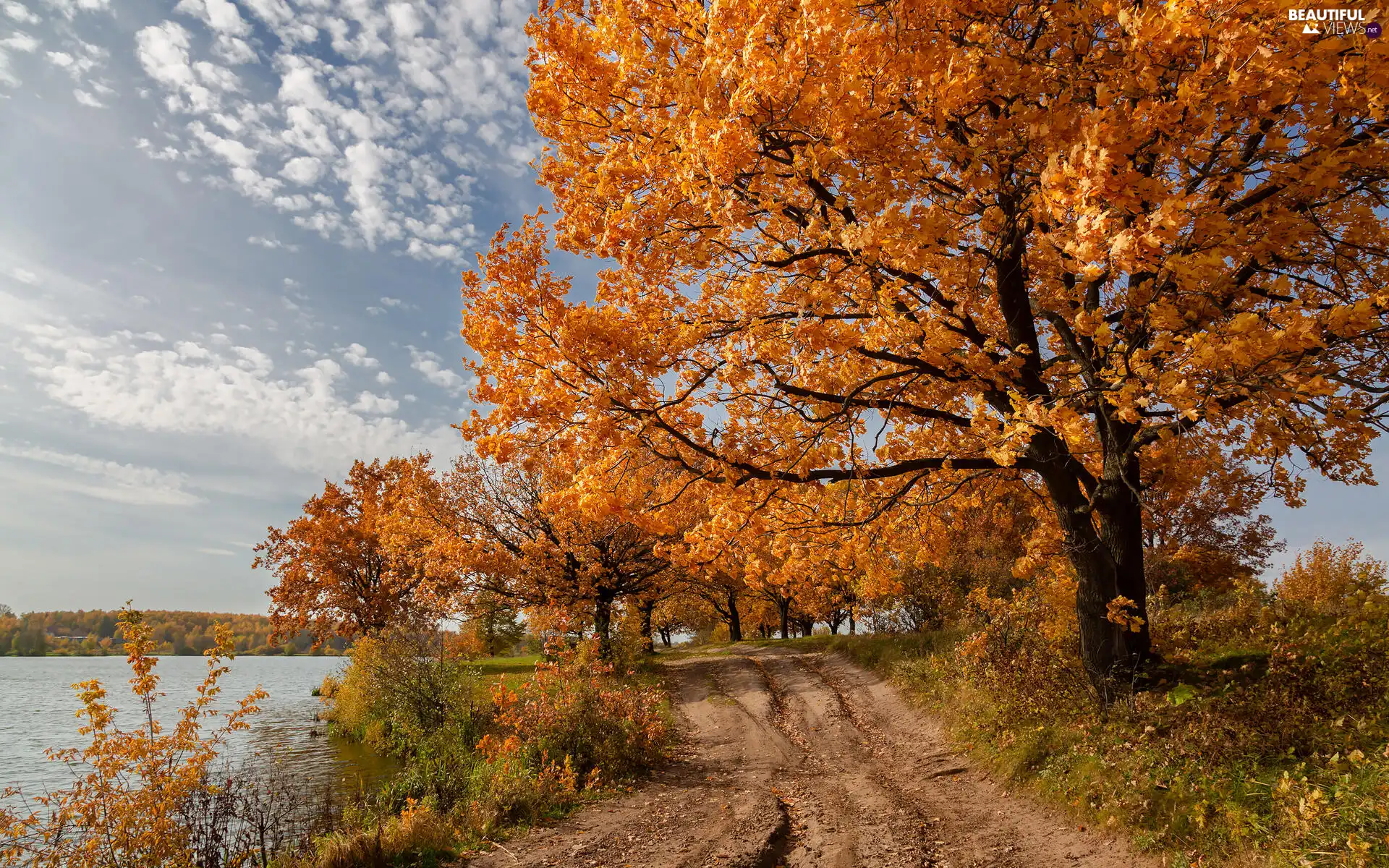 lake, trees, woods, viewes, Way, grass, autumn