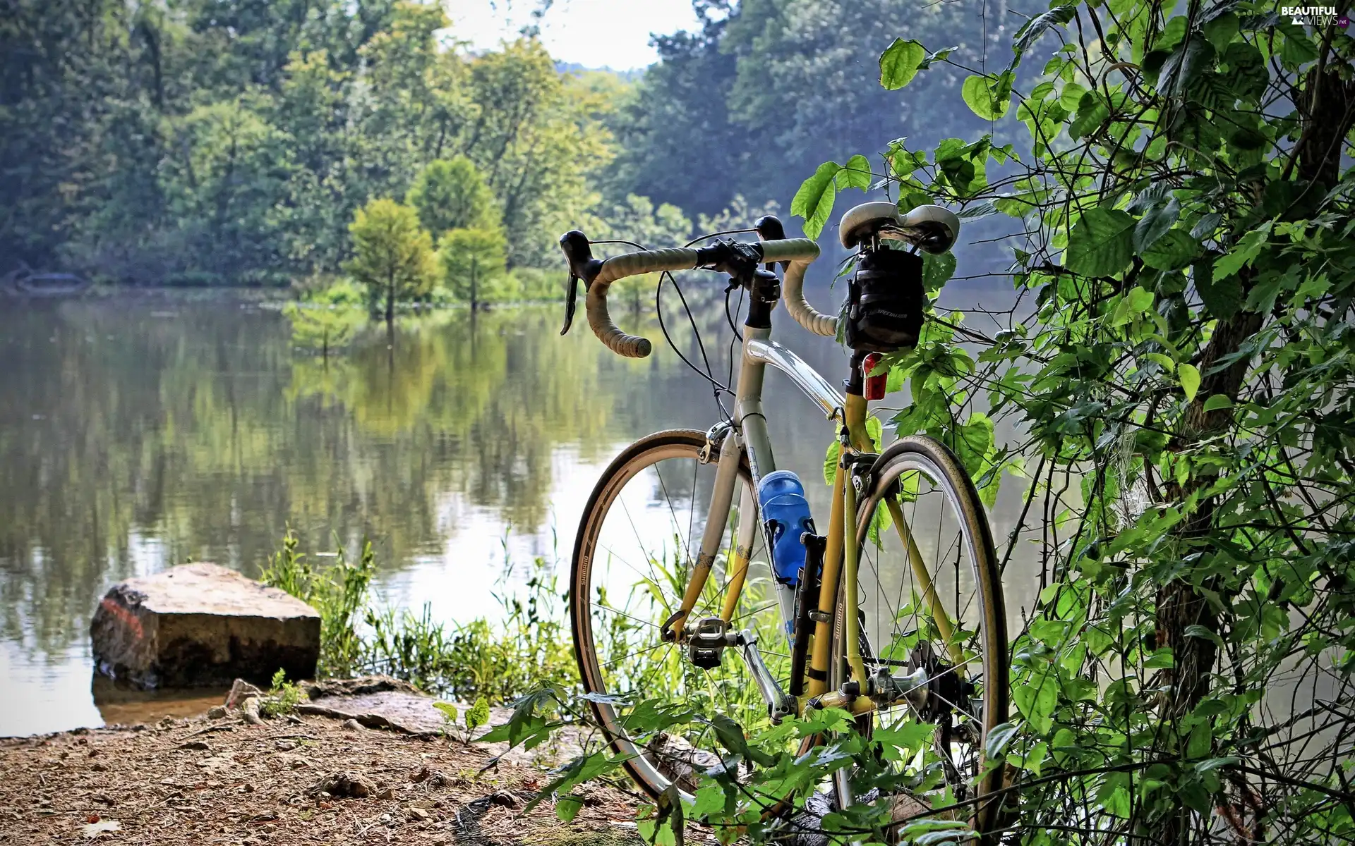 lakes, Bike, viewes, woods, trees, coast