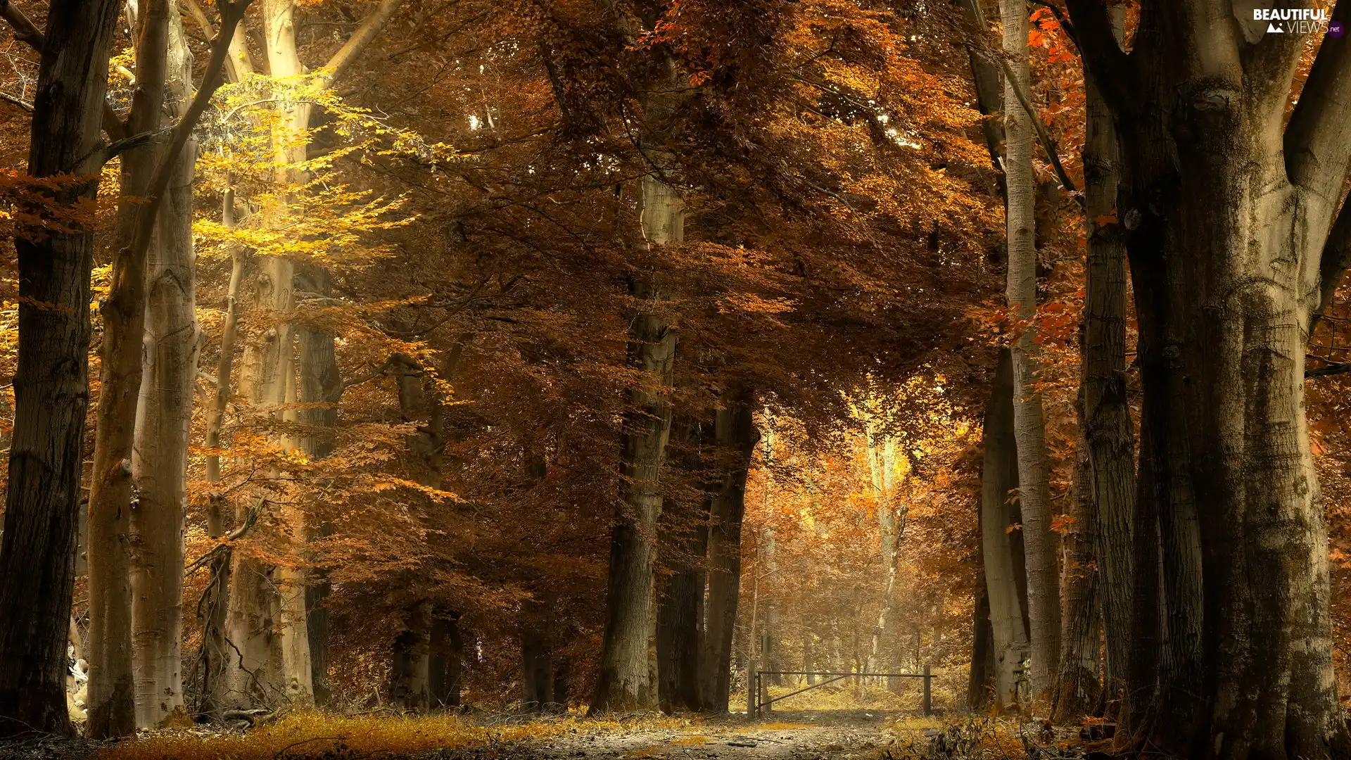 trees, viewes, Yellowed, Brown, autumn