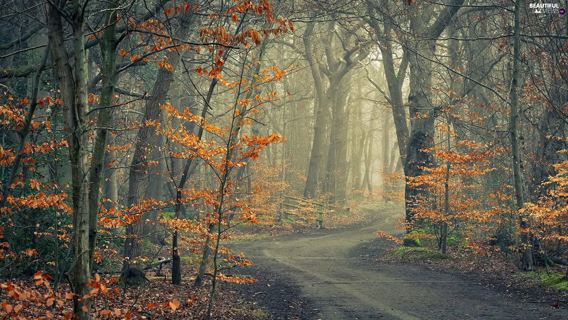 forest, trees, Yellowed, viewes, Way, autumn, Leaf