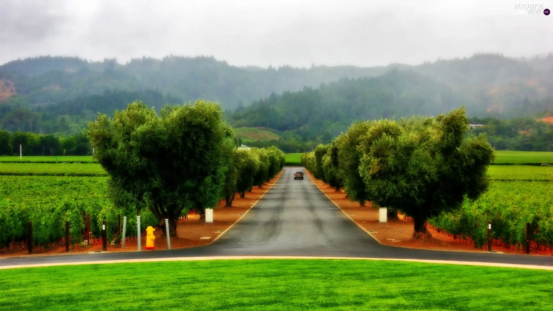 vineyard, The Hills, trees, viewes, Way