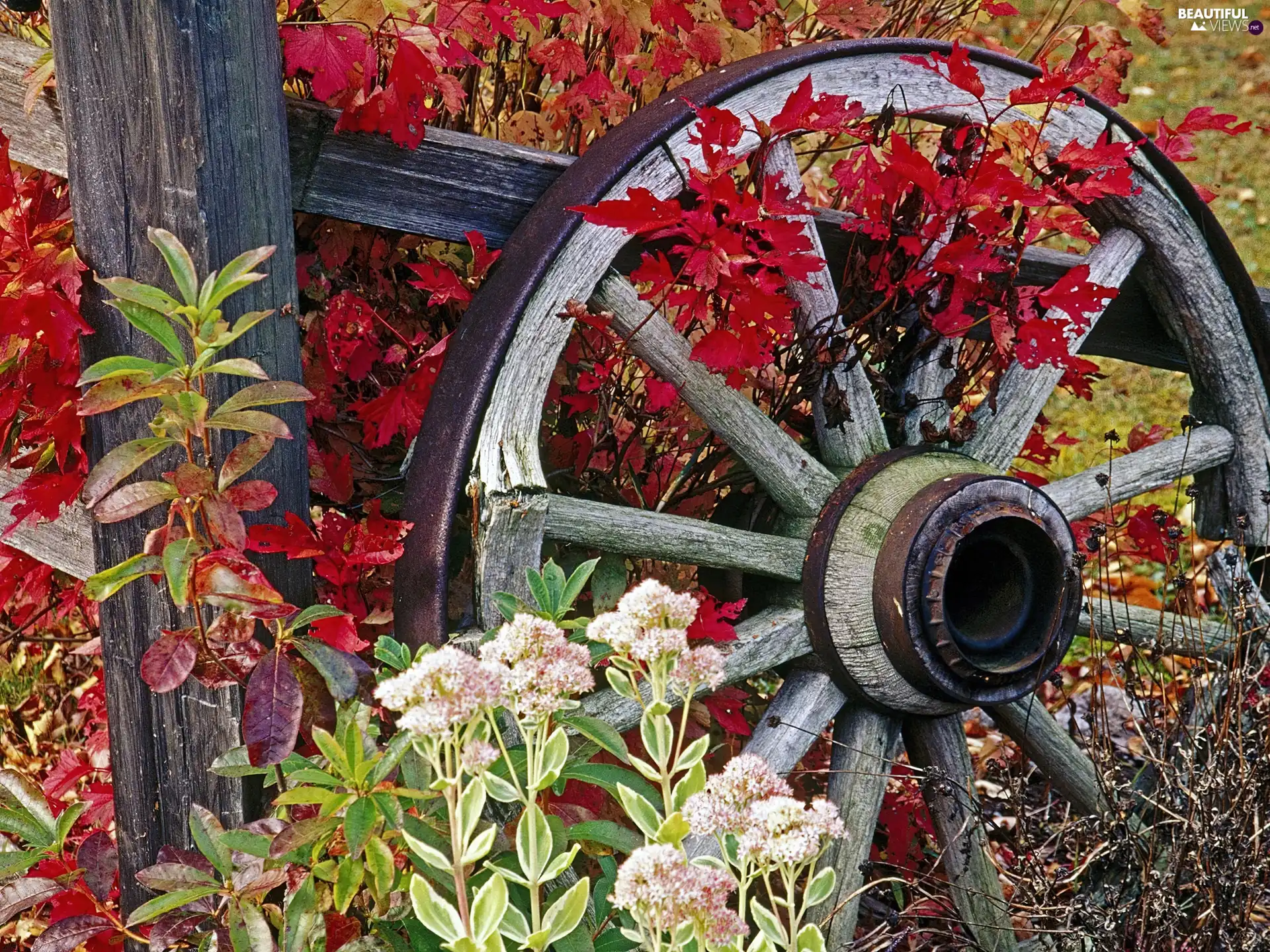 wagon, autumn, circle
