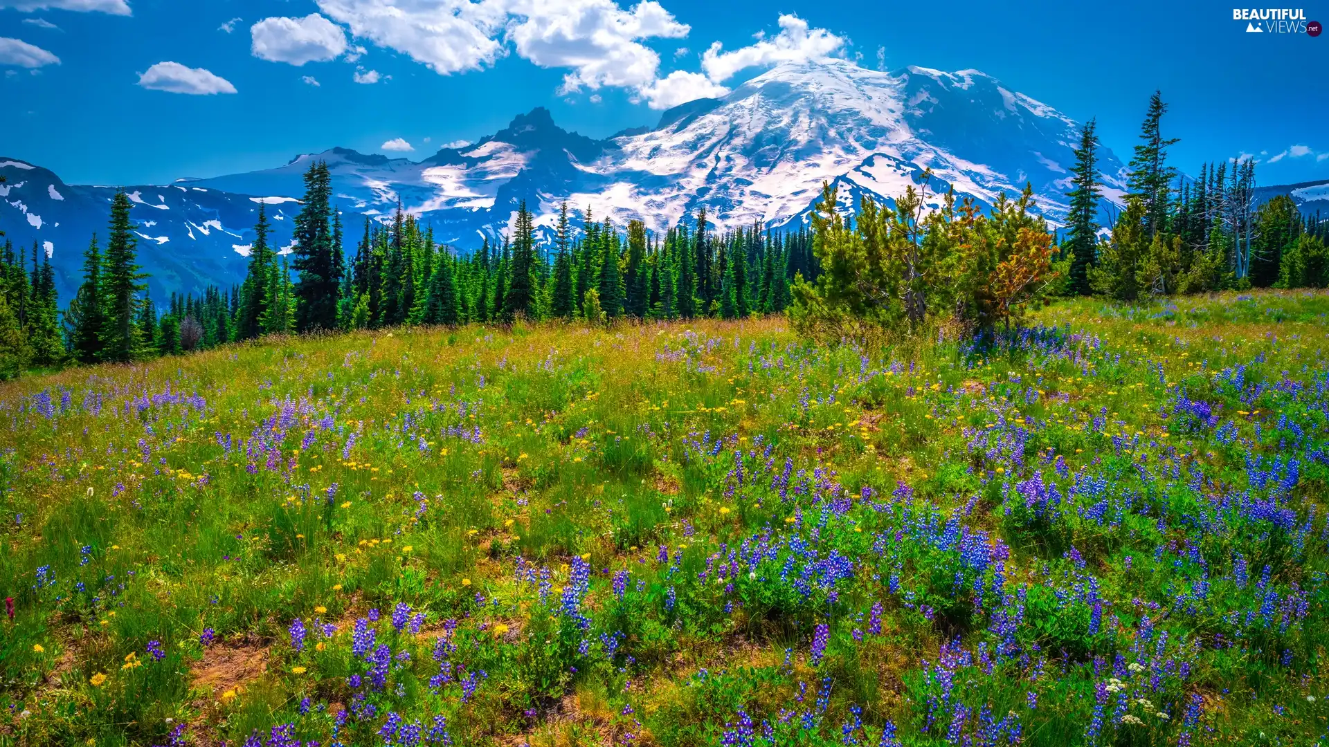 Flowers, trees, Mount Rainier National Park, Washington State, Meadow, Mountains, viewes, The United States, lupine, purple