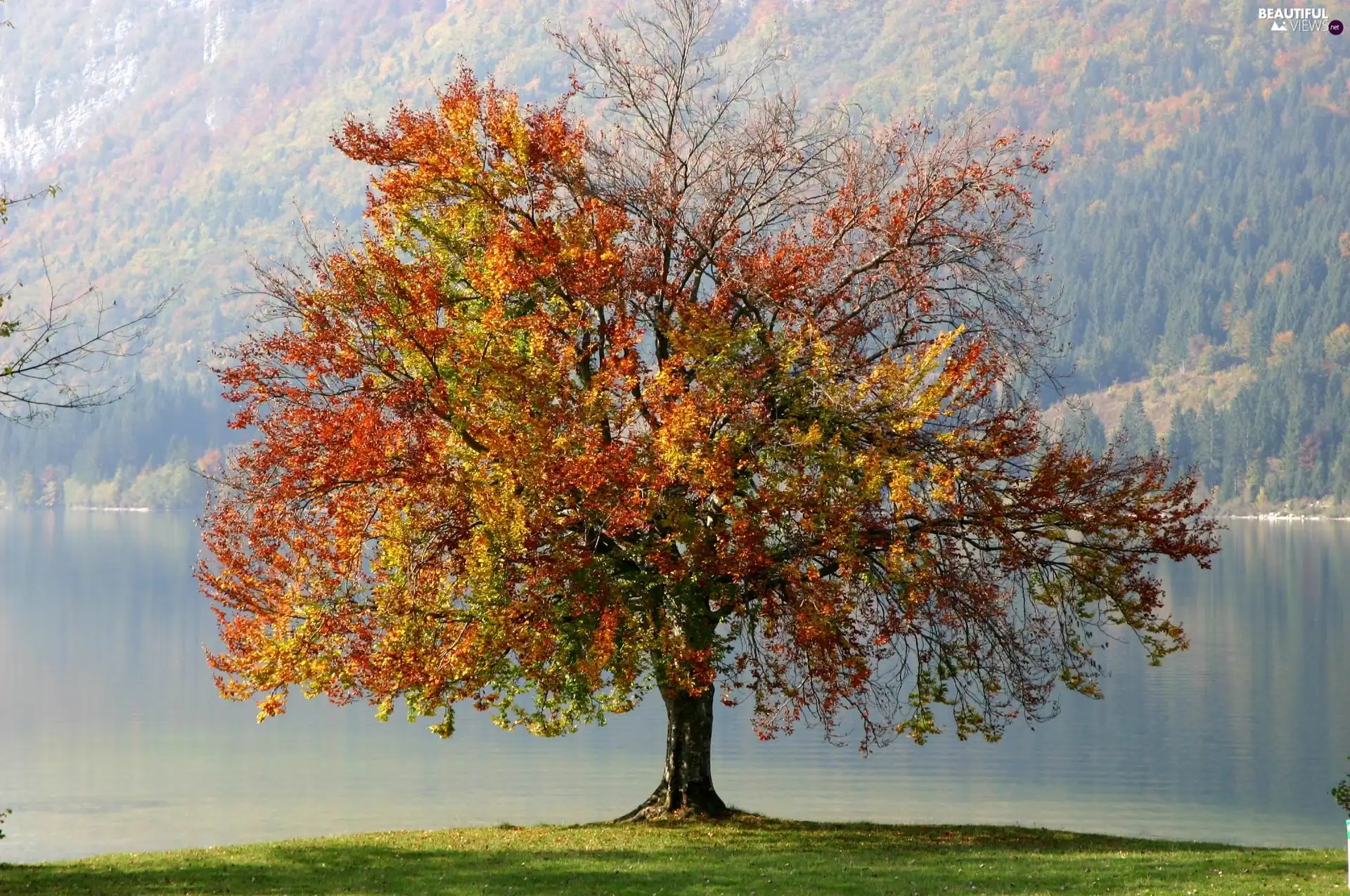 autumn, trees, water, lonely