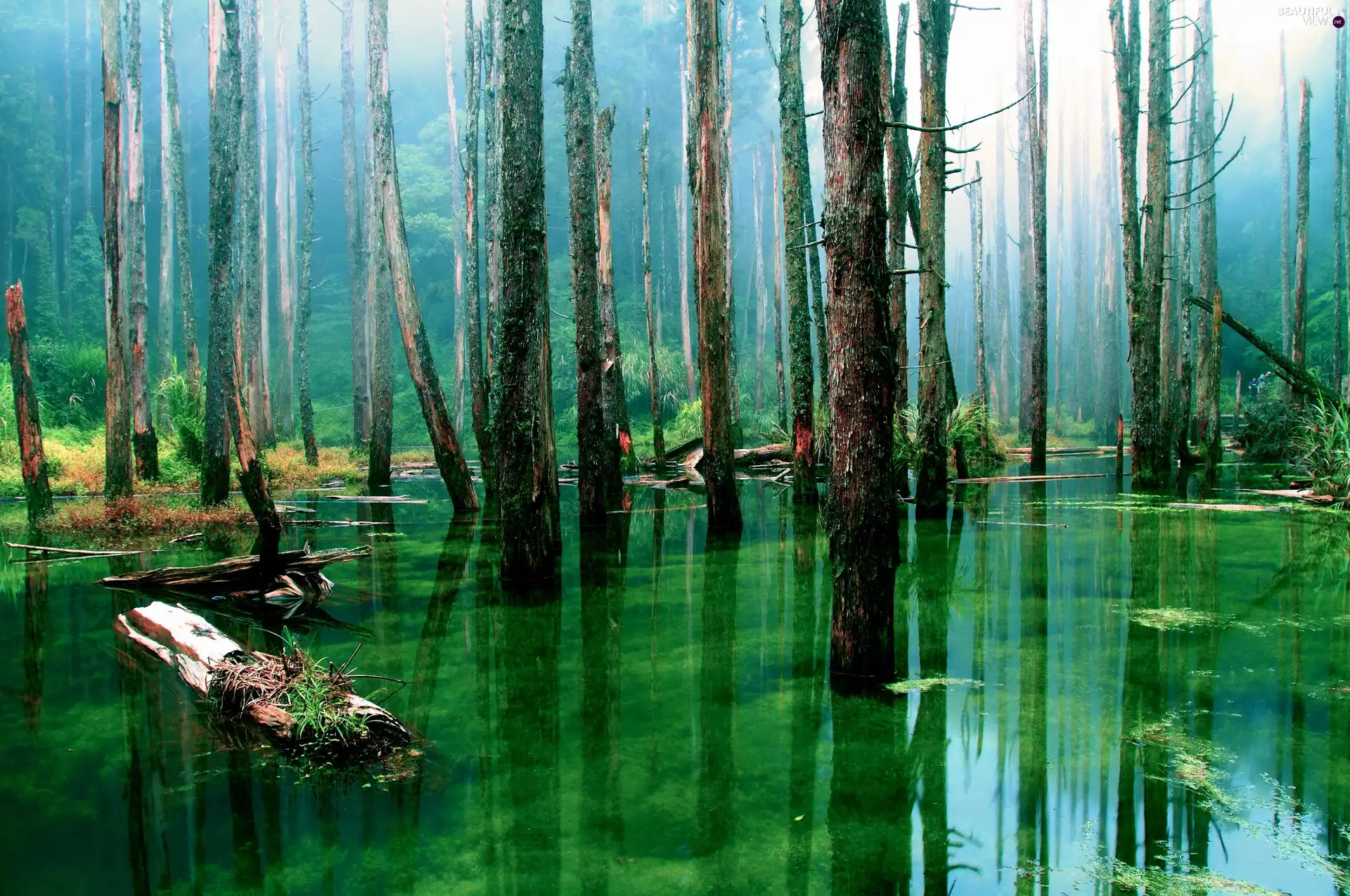 water, awash, forest