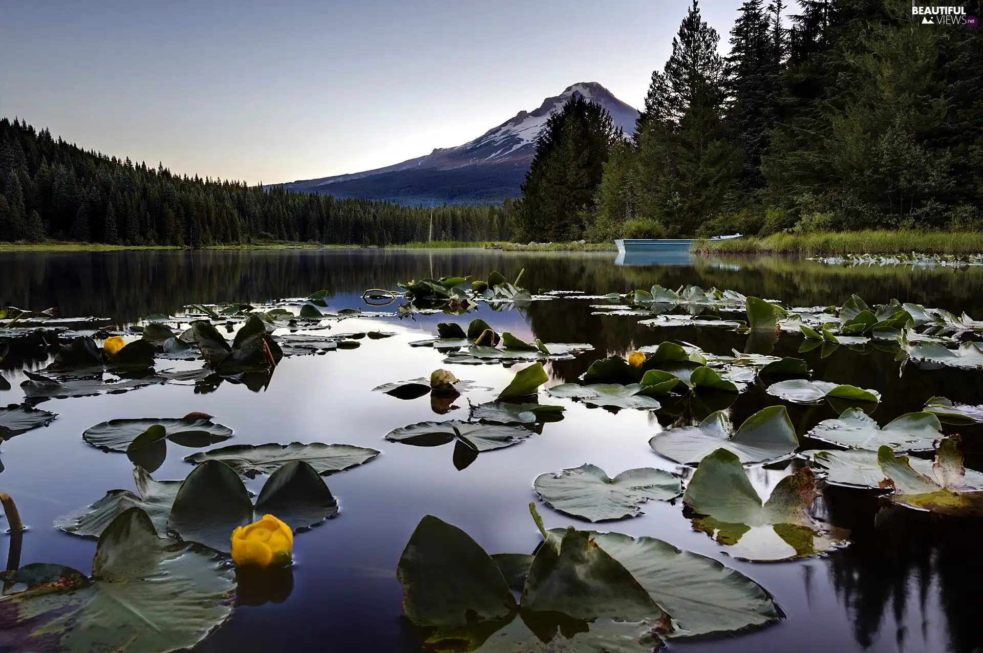 water lily, lake, Mountains, forest, Boat, Leaf