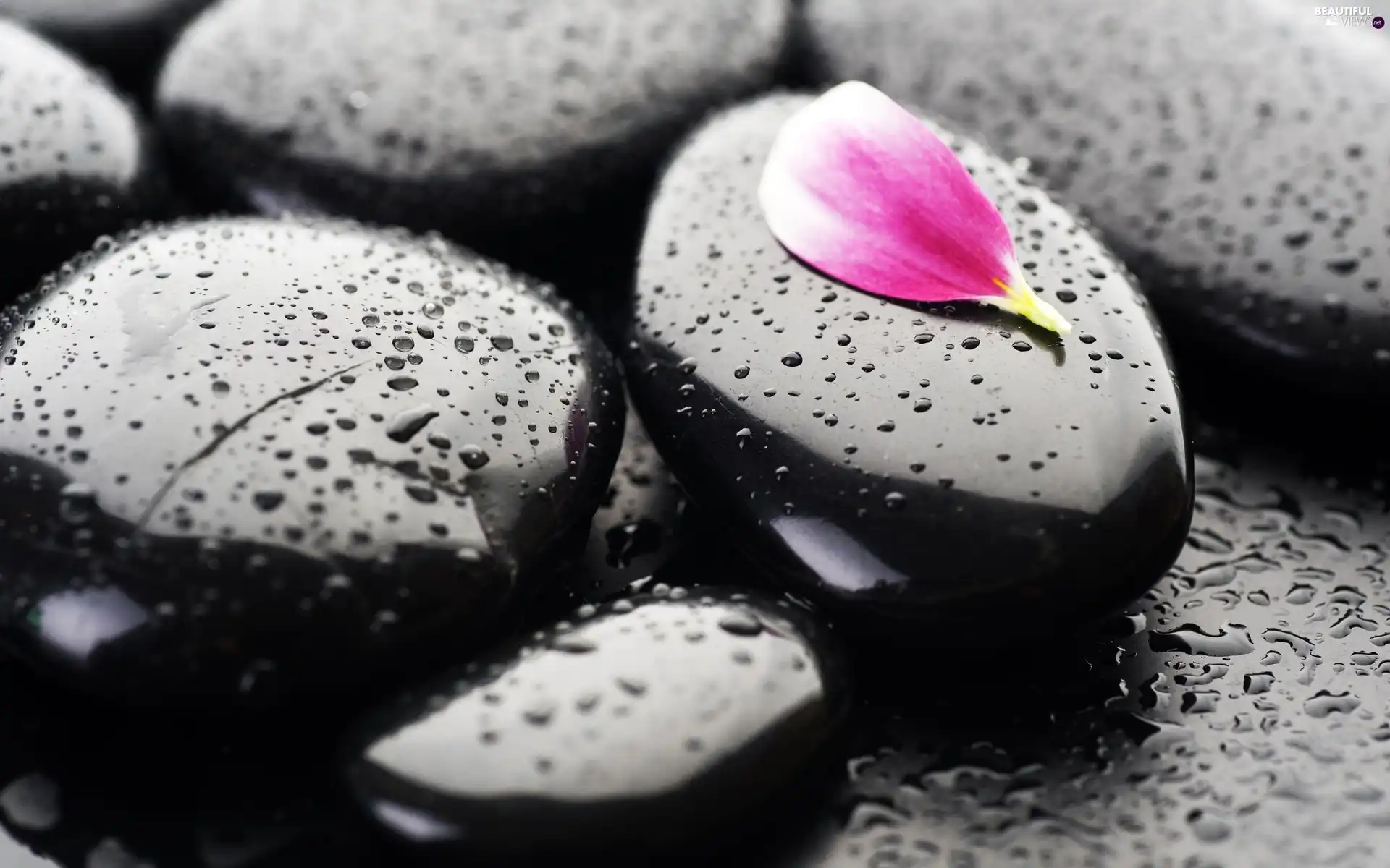 water, petal, Stones, drops, Black