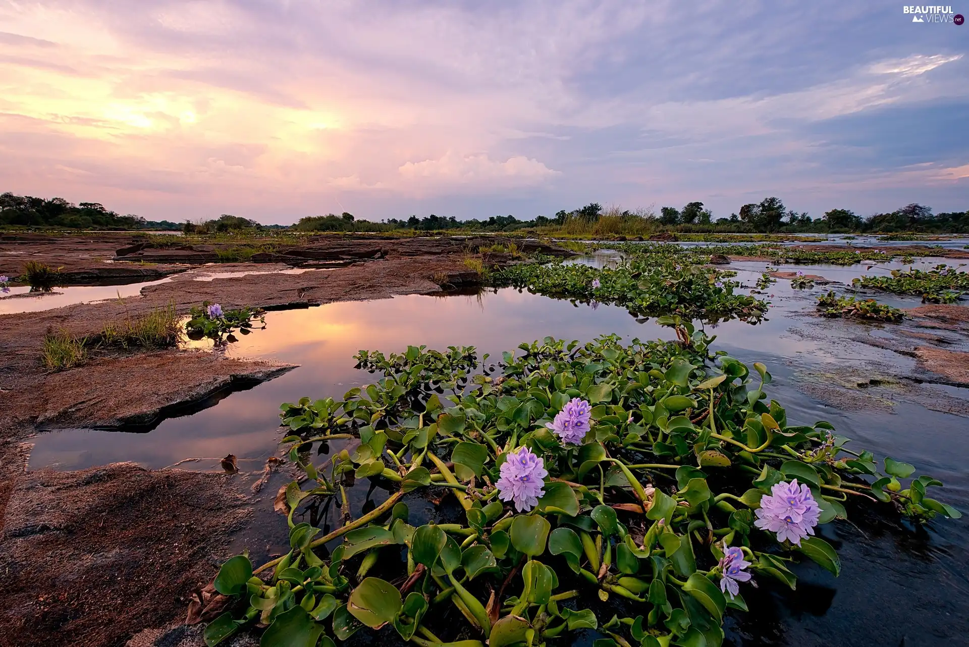 water, plants, pool, rocks, River