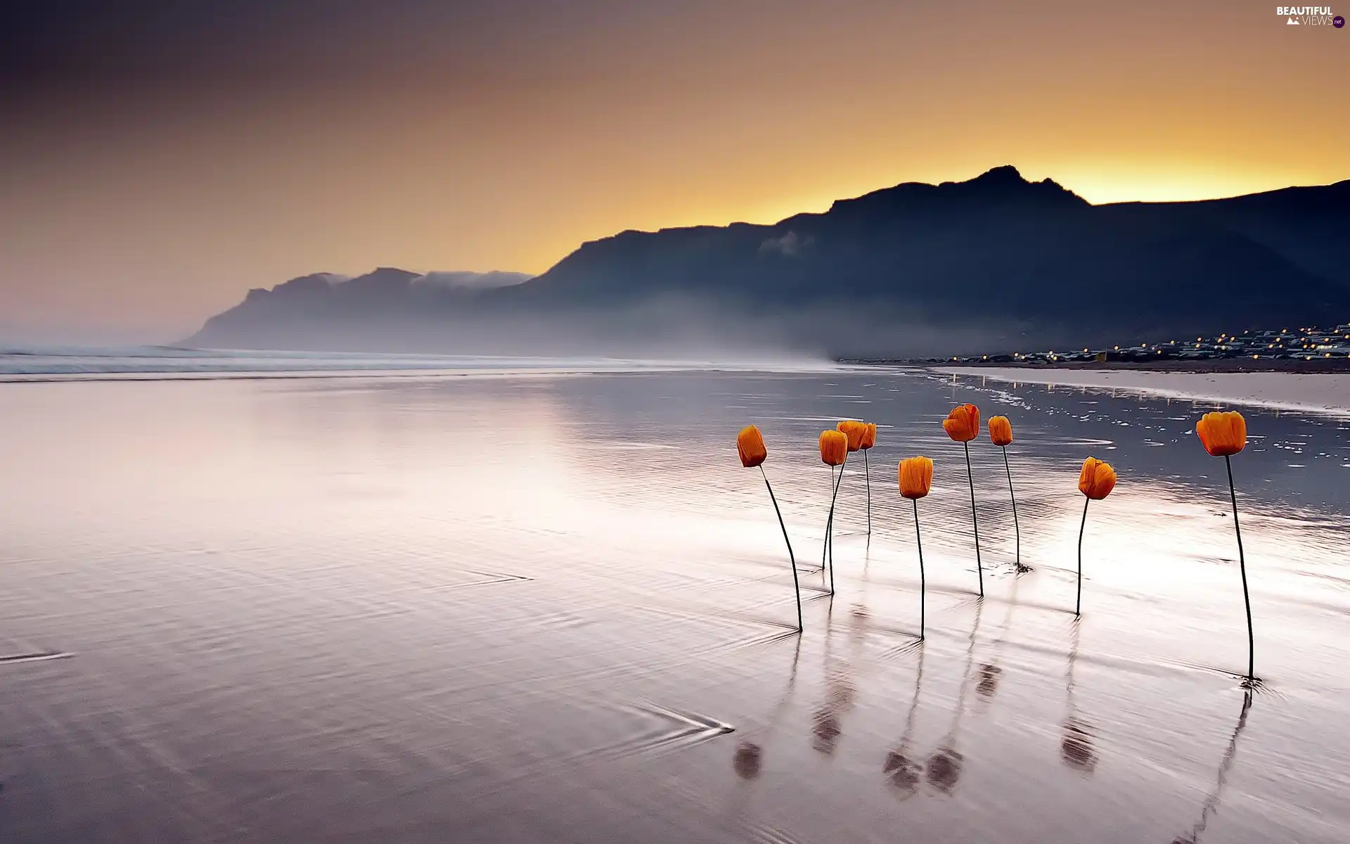 water, Tulips, west, sun, Mountains