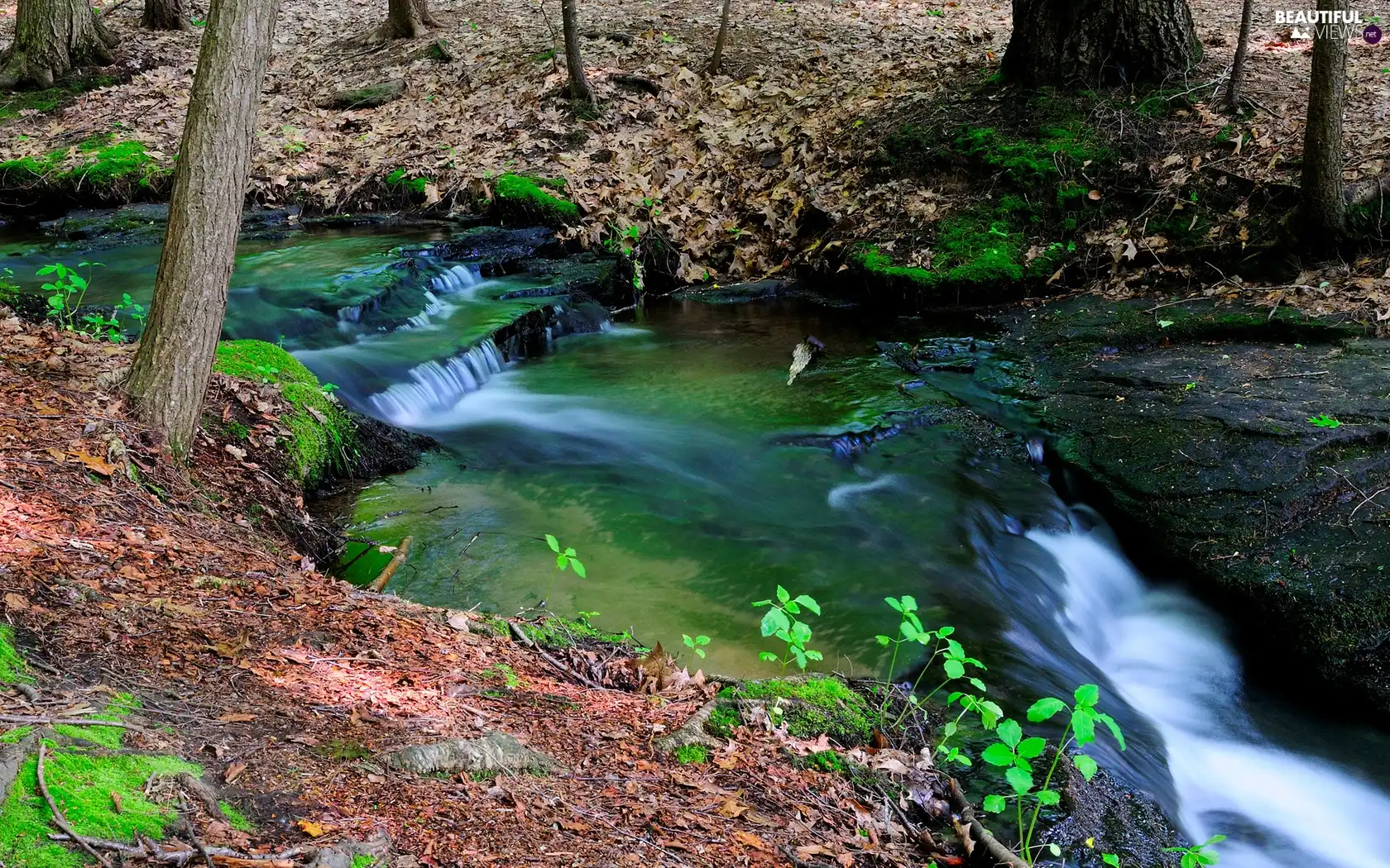 forest, small, waterfall, River