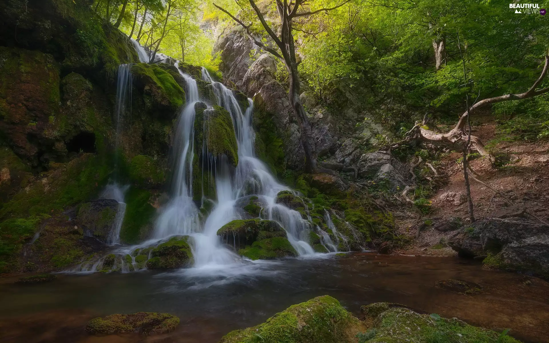waterfall, forest, River, mossy, viewes, branches, Stones, trees, rocks