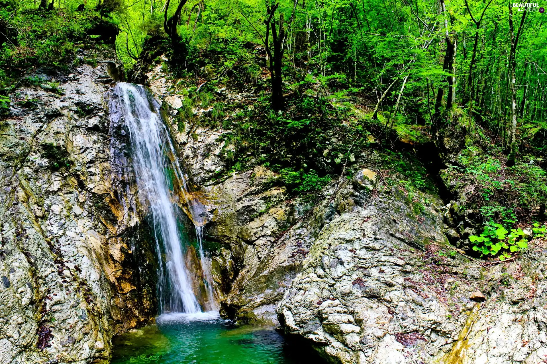 waterfall, forest, stream