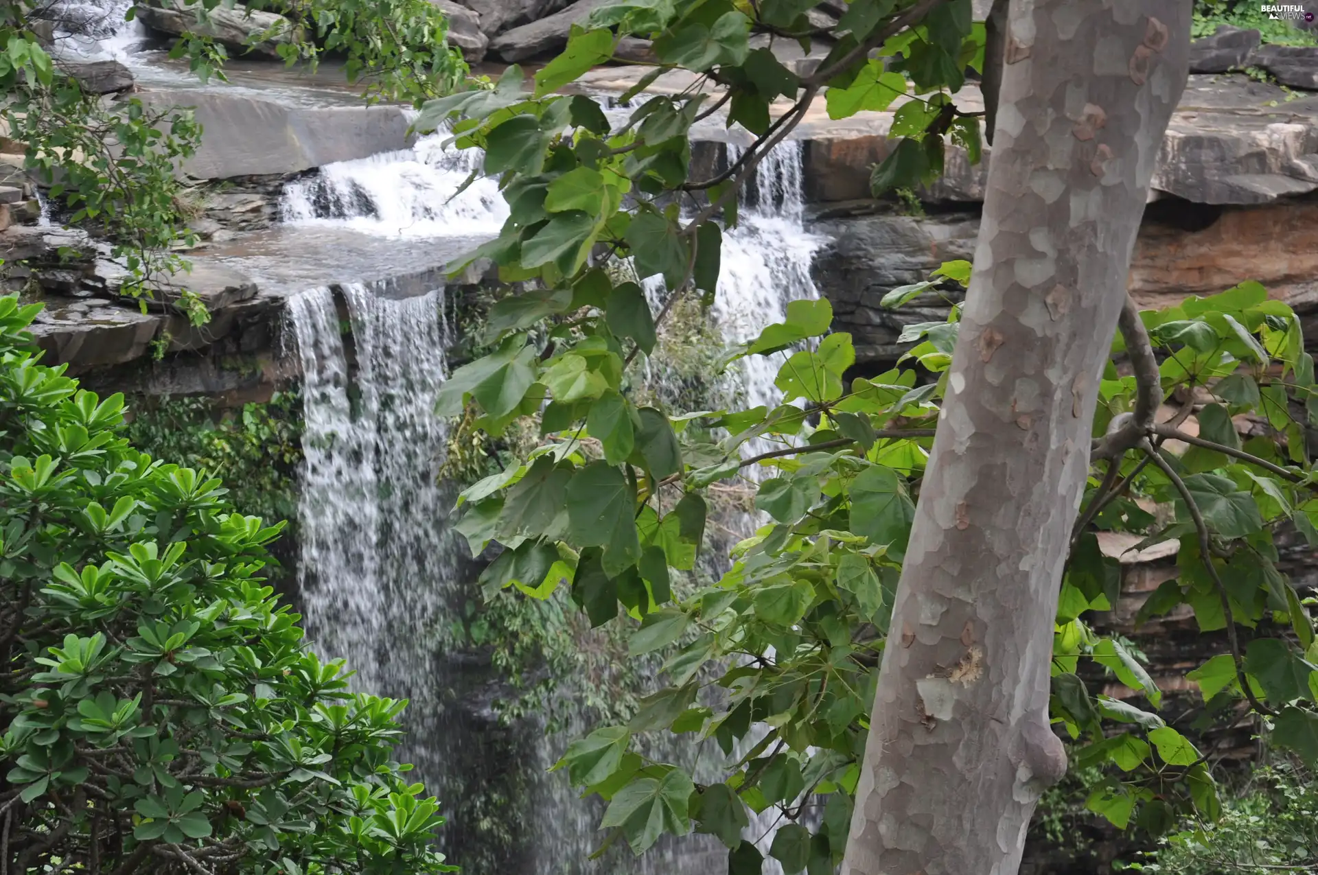 trees, waterfall