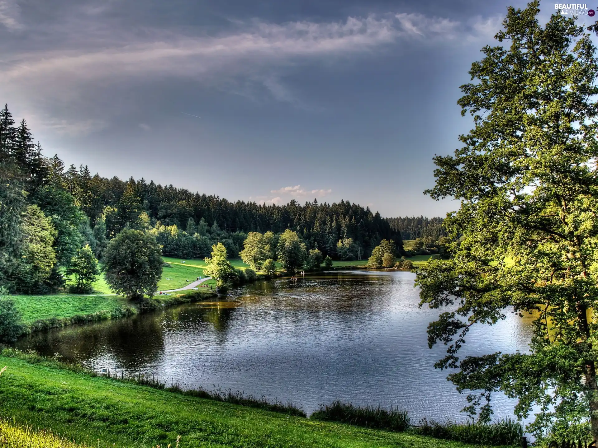 forest, lake, watering place