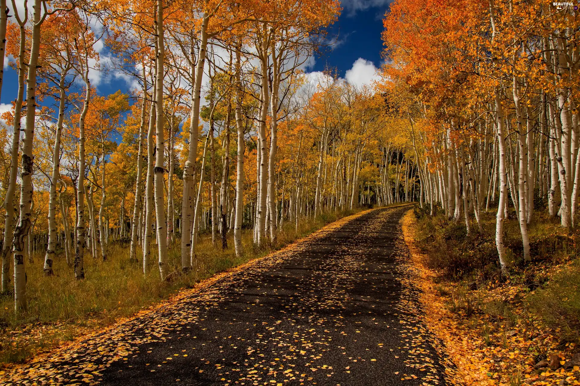 autumn, birch, Way, forest