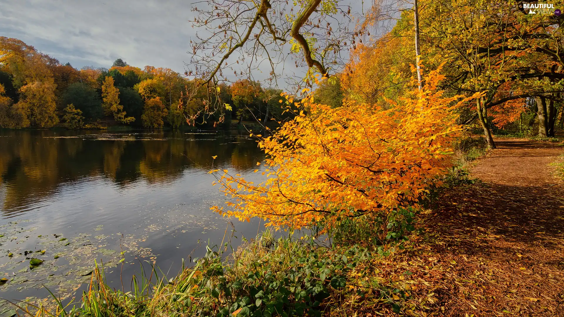 trees, lake, Bush, Way, viewes, autumn