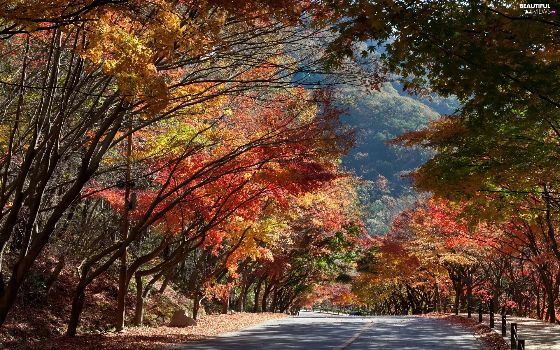 Way, autumn, trees, viewes, color