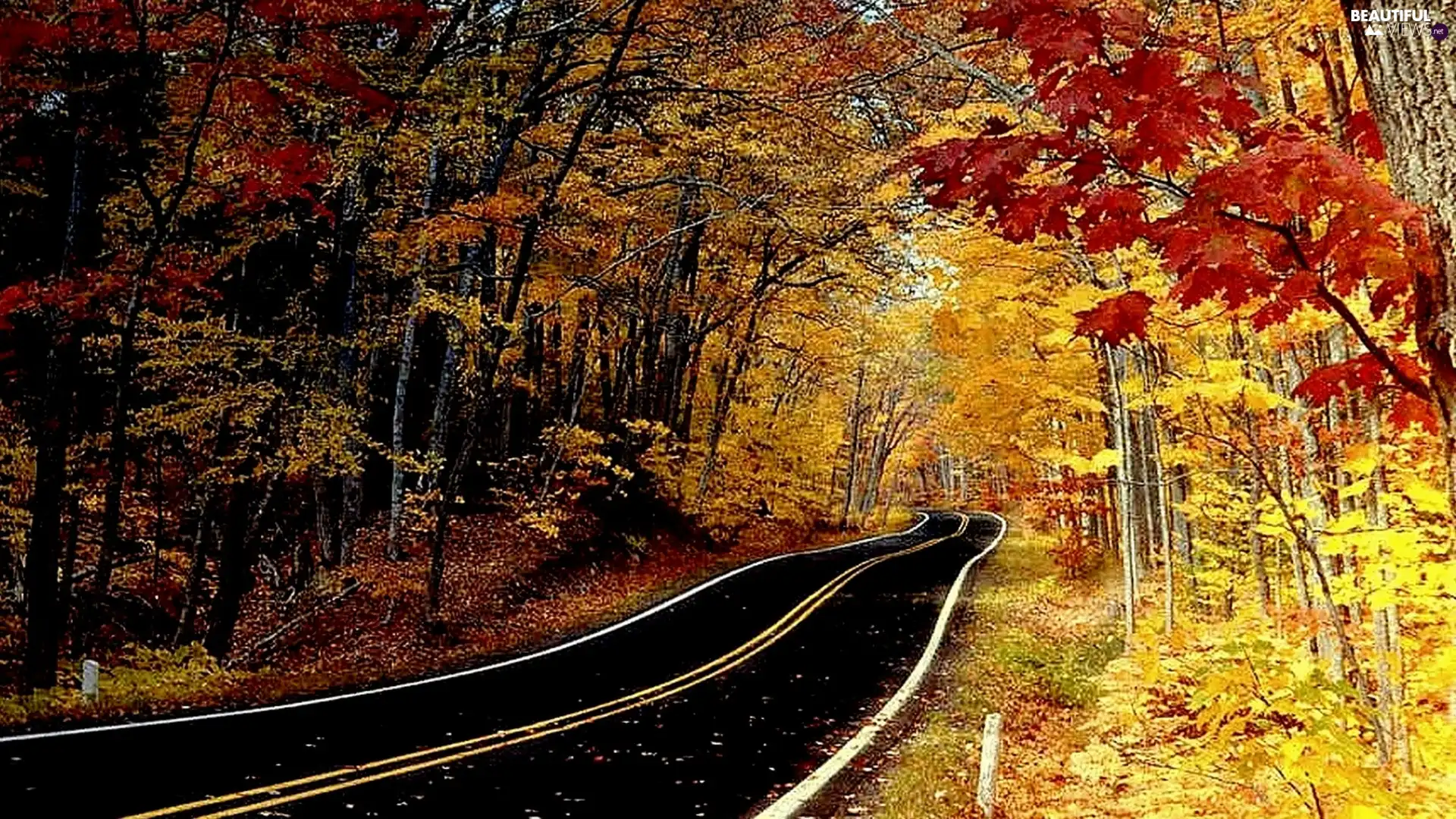 autumn, Leaf, Way, color