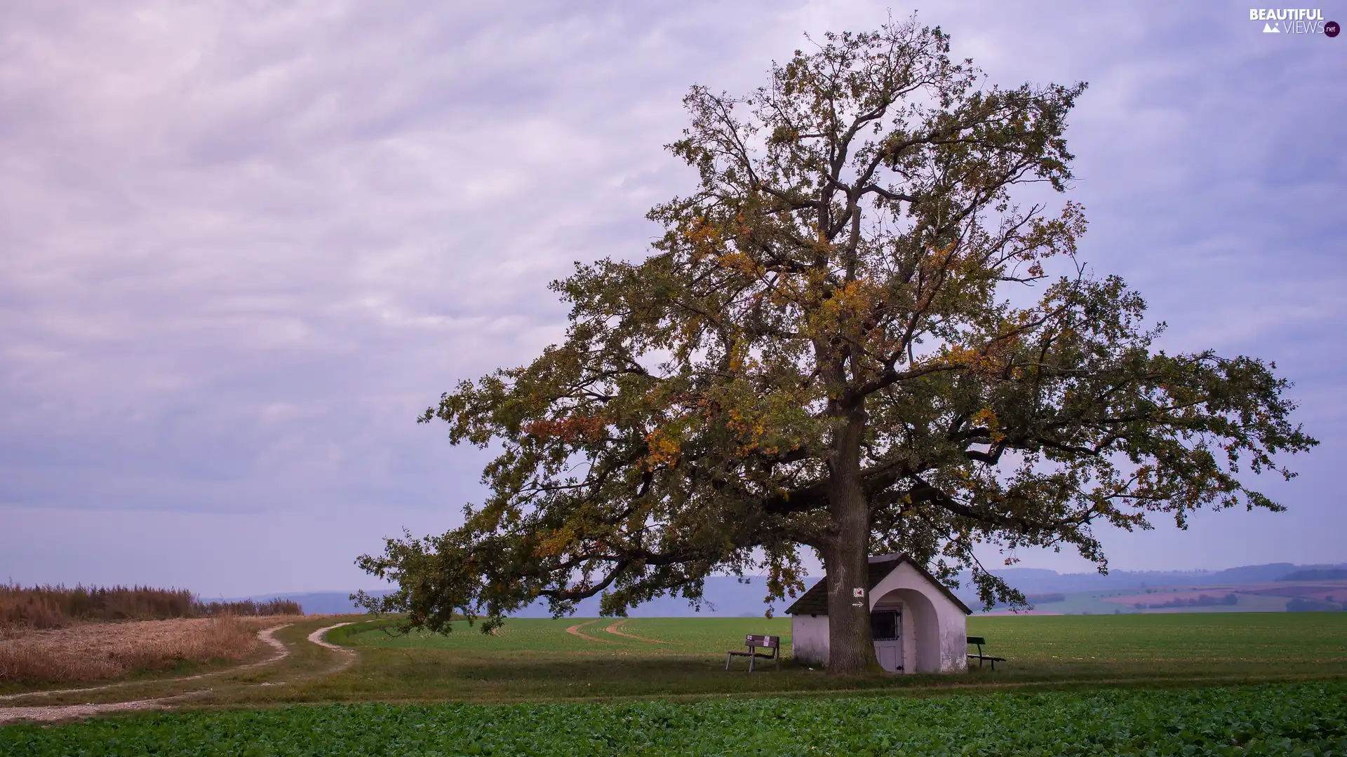 field, Way, chapel, bench, trees