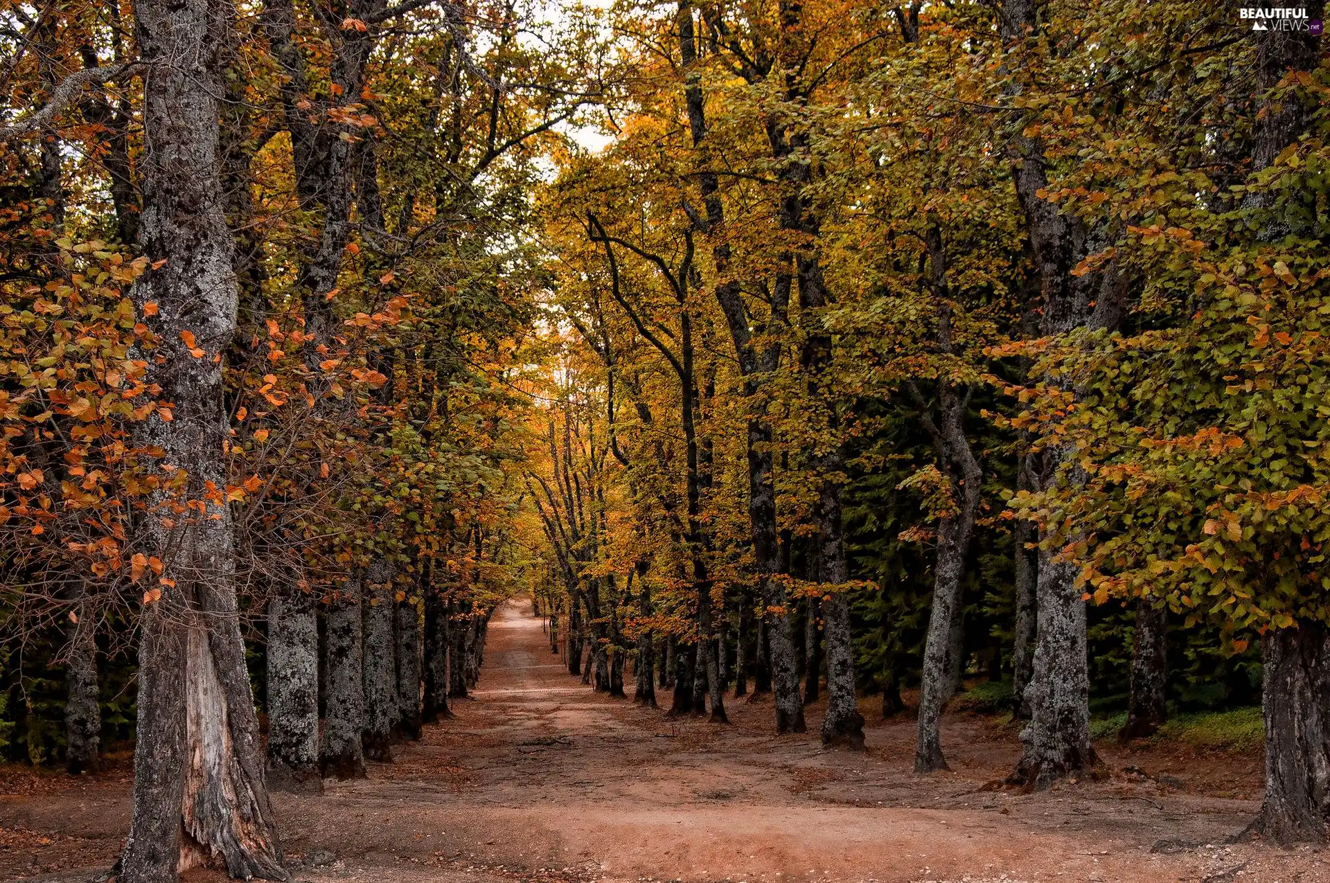 trees, forest, color, Way, autumn, viewes, Leaf