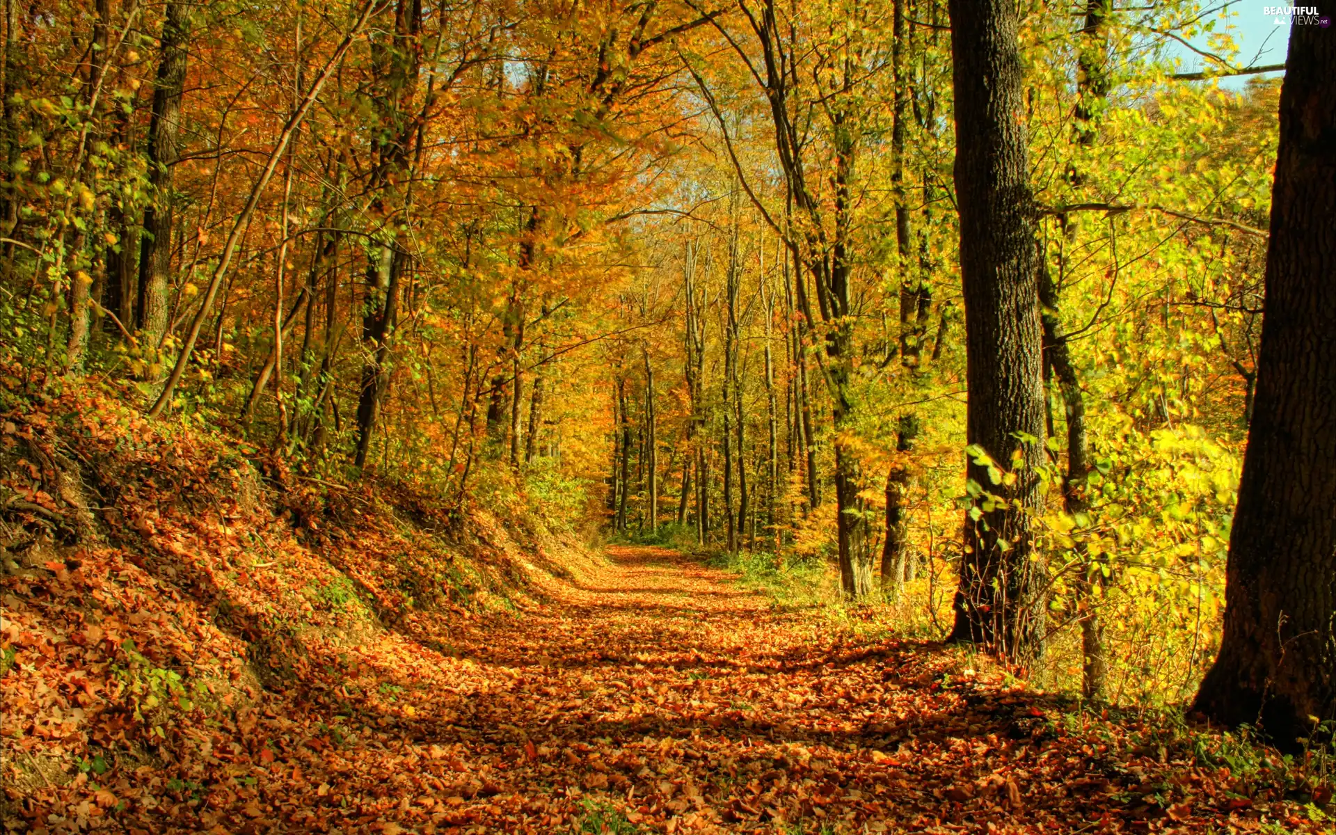 ligh, forest, fallen, flash, Leaf, autumn, Way, luminosity, sun, Przebijaj?ce