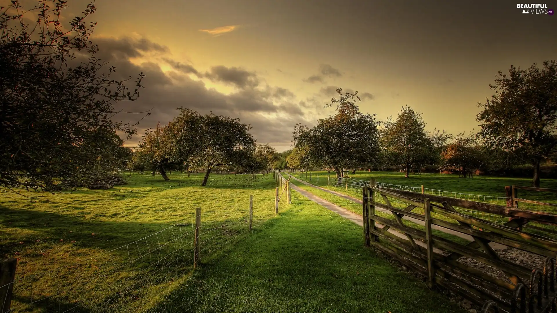 viewes, orchard, Way, fence, fruit, trees