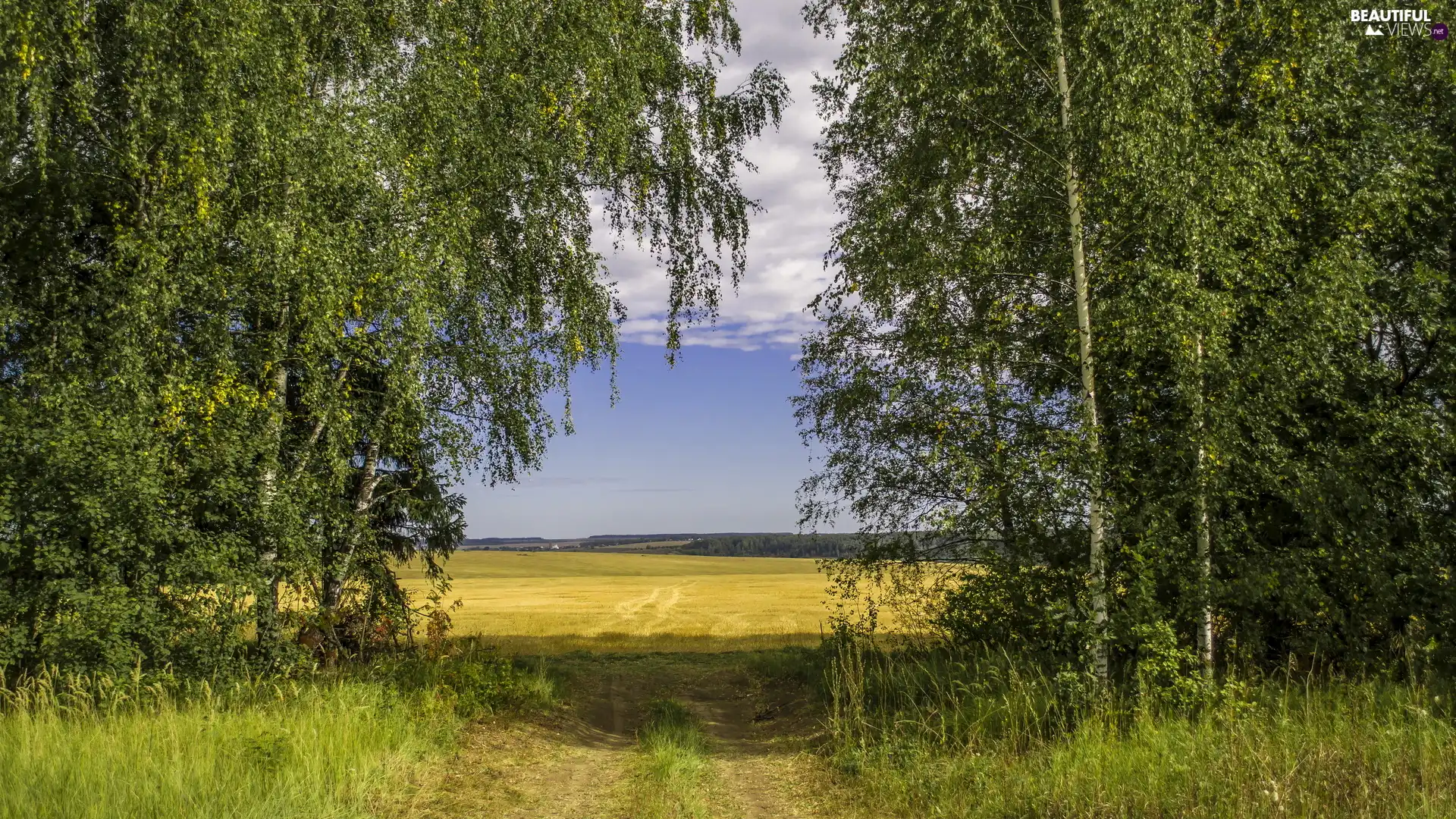 trees, summer, birch, Way, viewes, field