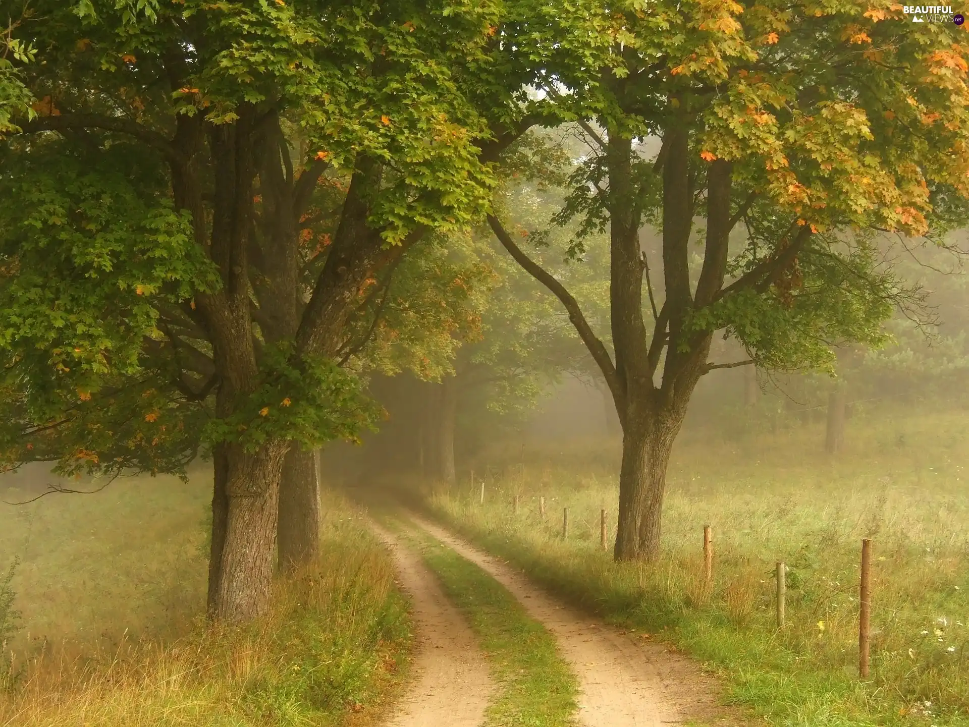 Way, Field, viewes, Fog, trees - Beautiful views wallpapers: 2048x1537