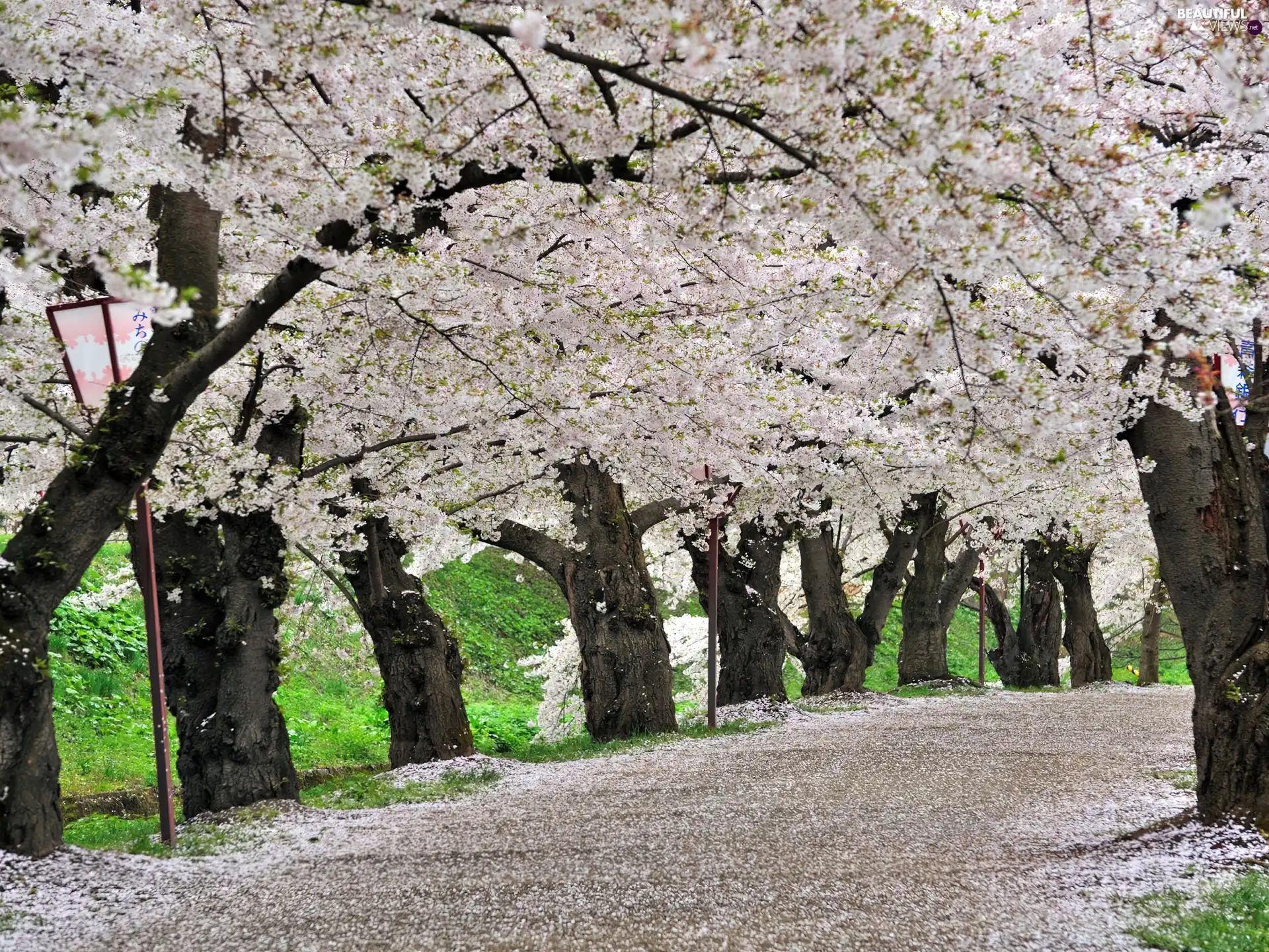 flourishing, viewes, Way, trees