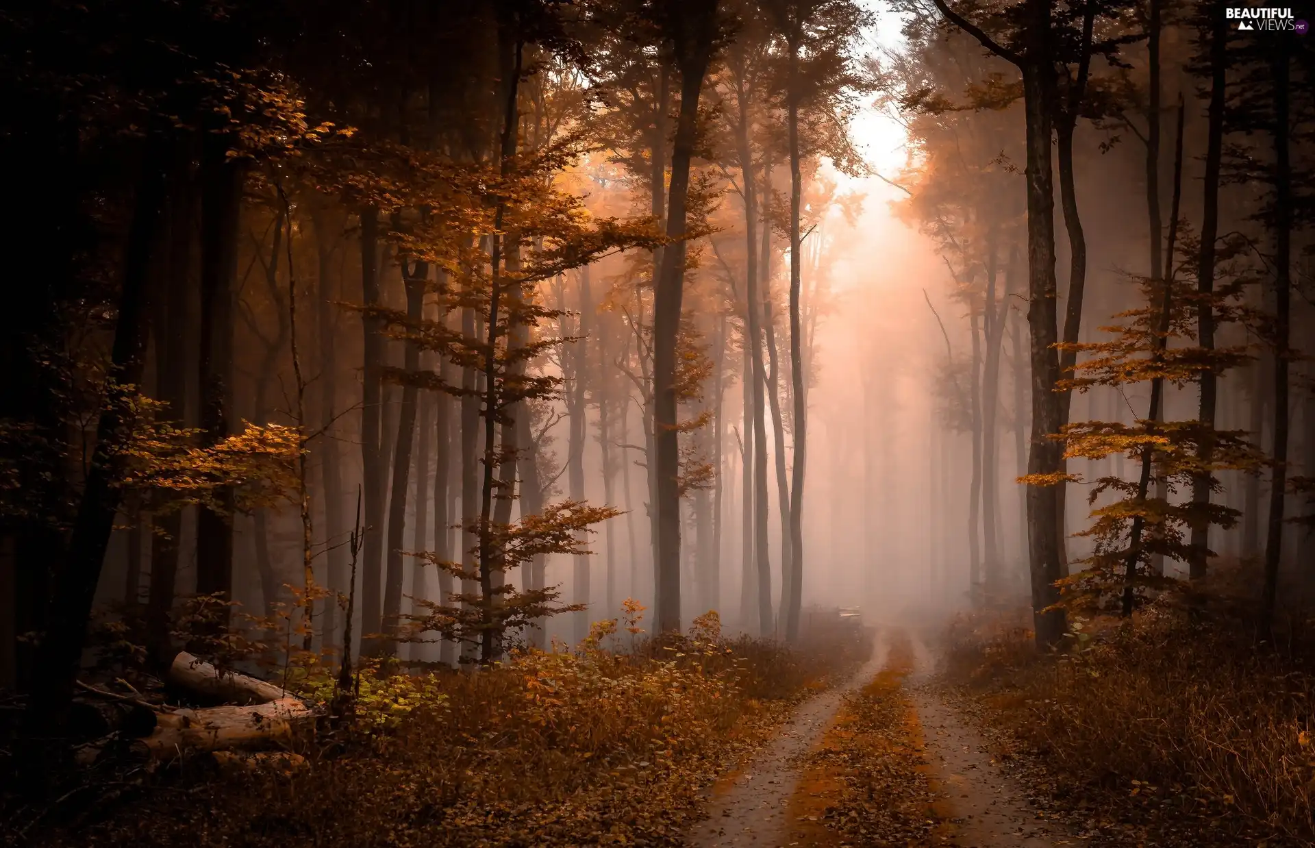 viewes, autumn, Way, Fog, forest, trees