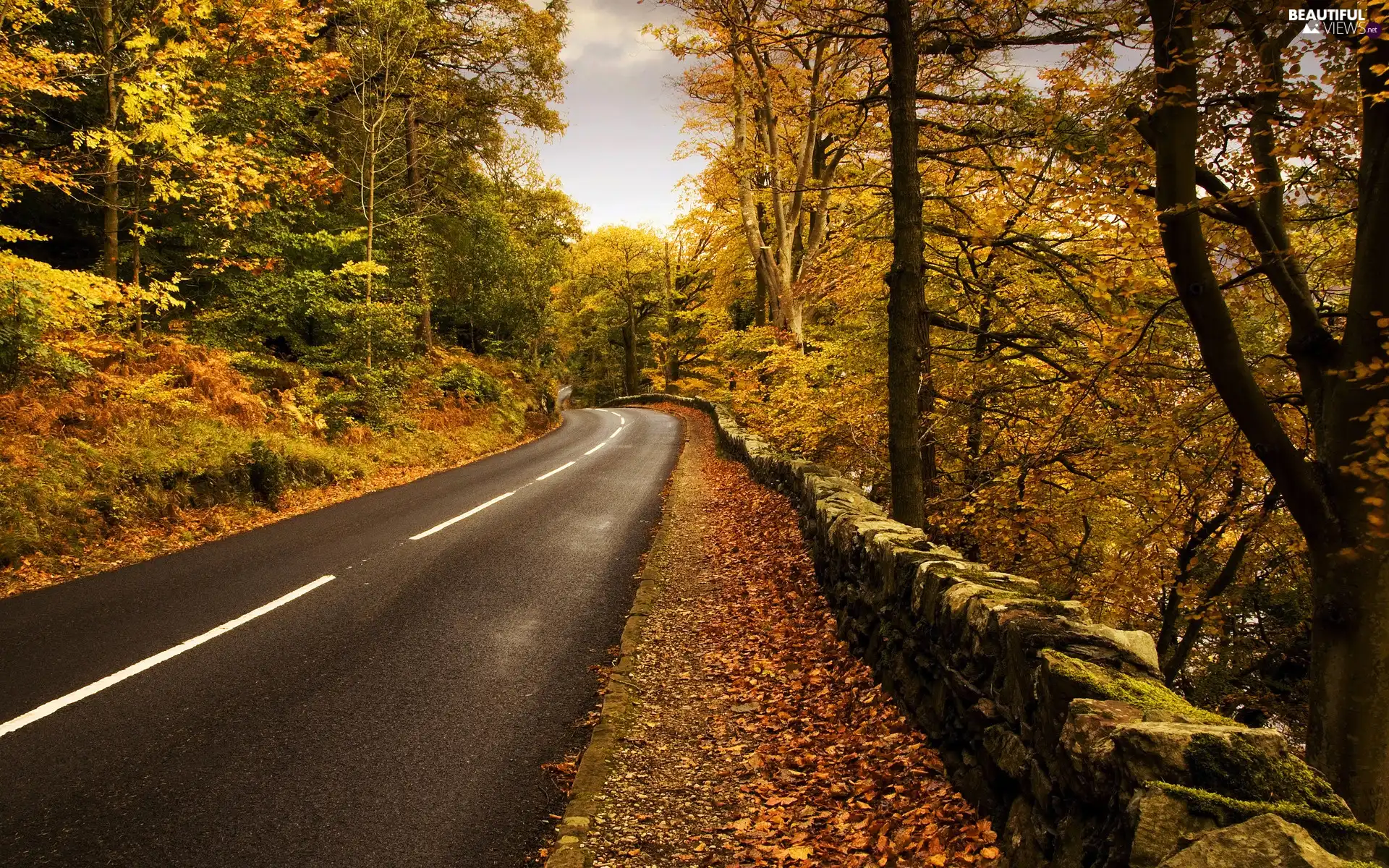 Way, autumn, forest