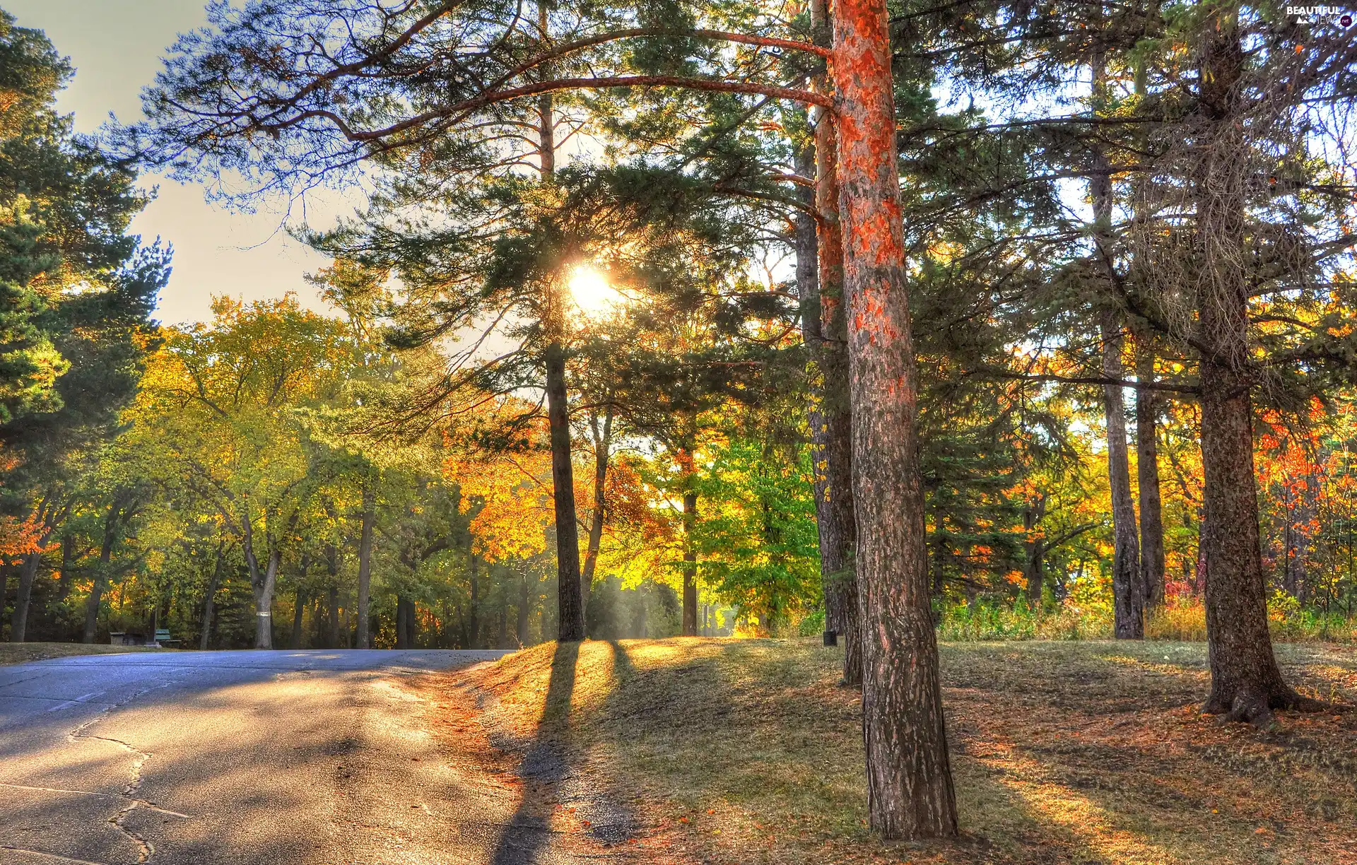 Way, autumn, forest