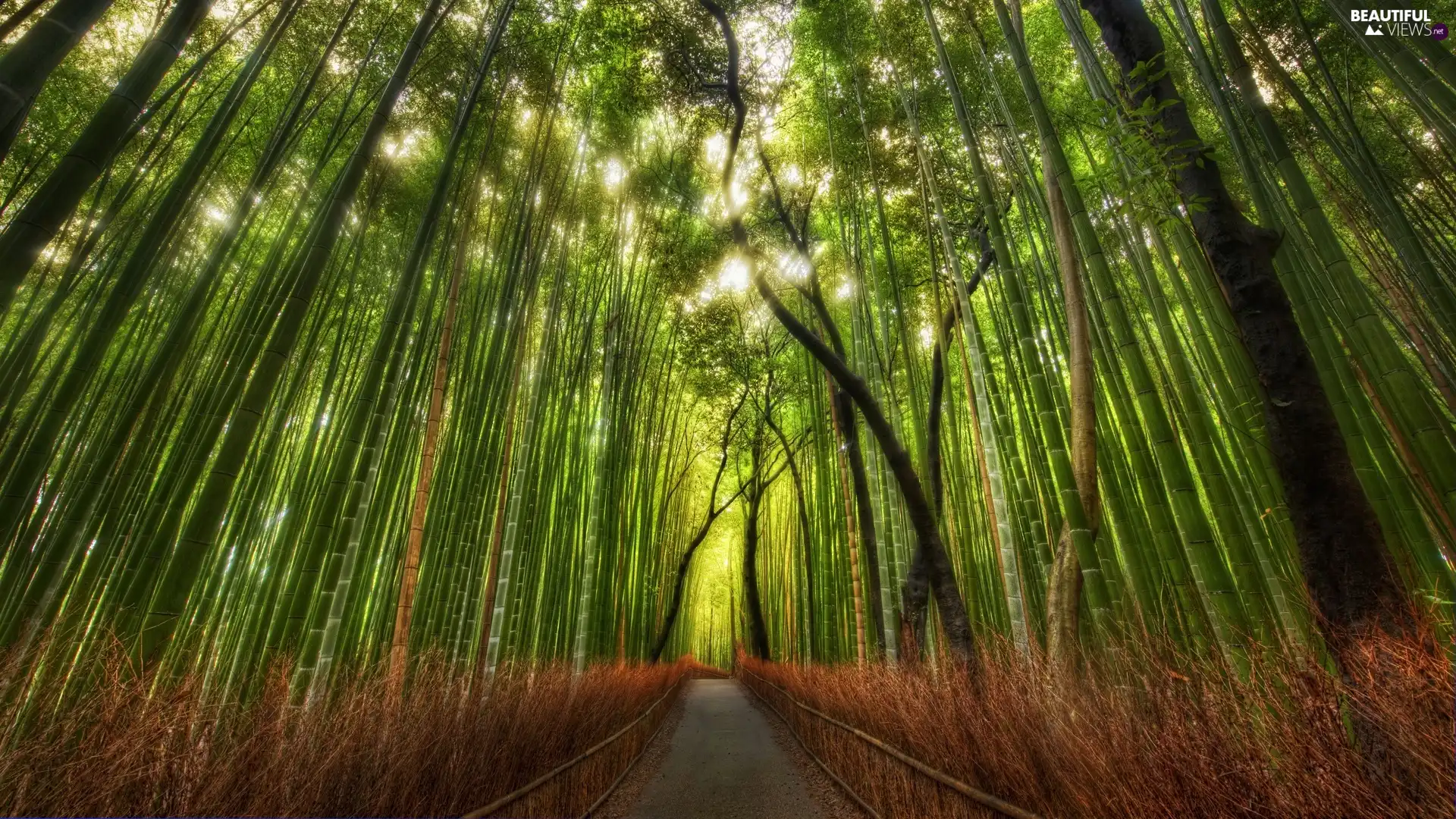Way, bamboo, forest