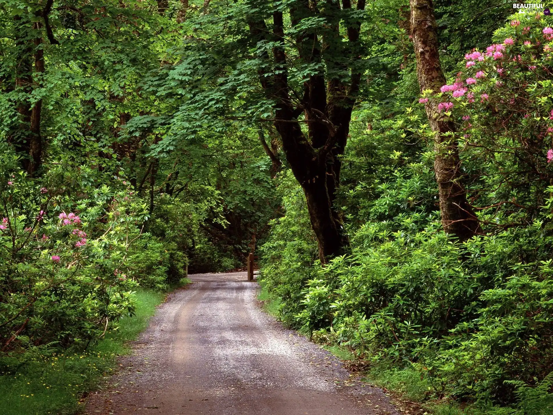 Way, Green, forest