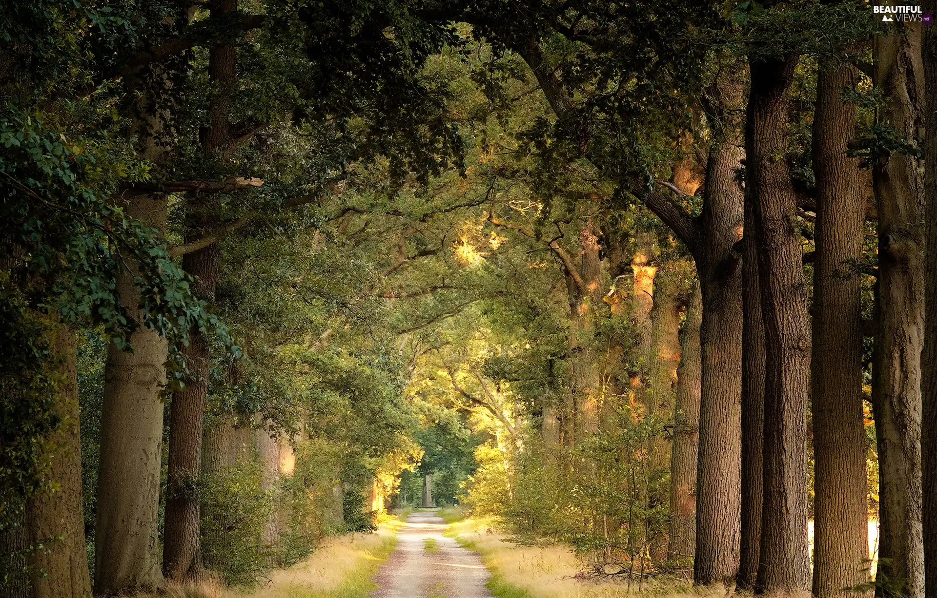 viewes, Way, forest, trees, leaved