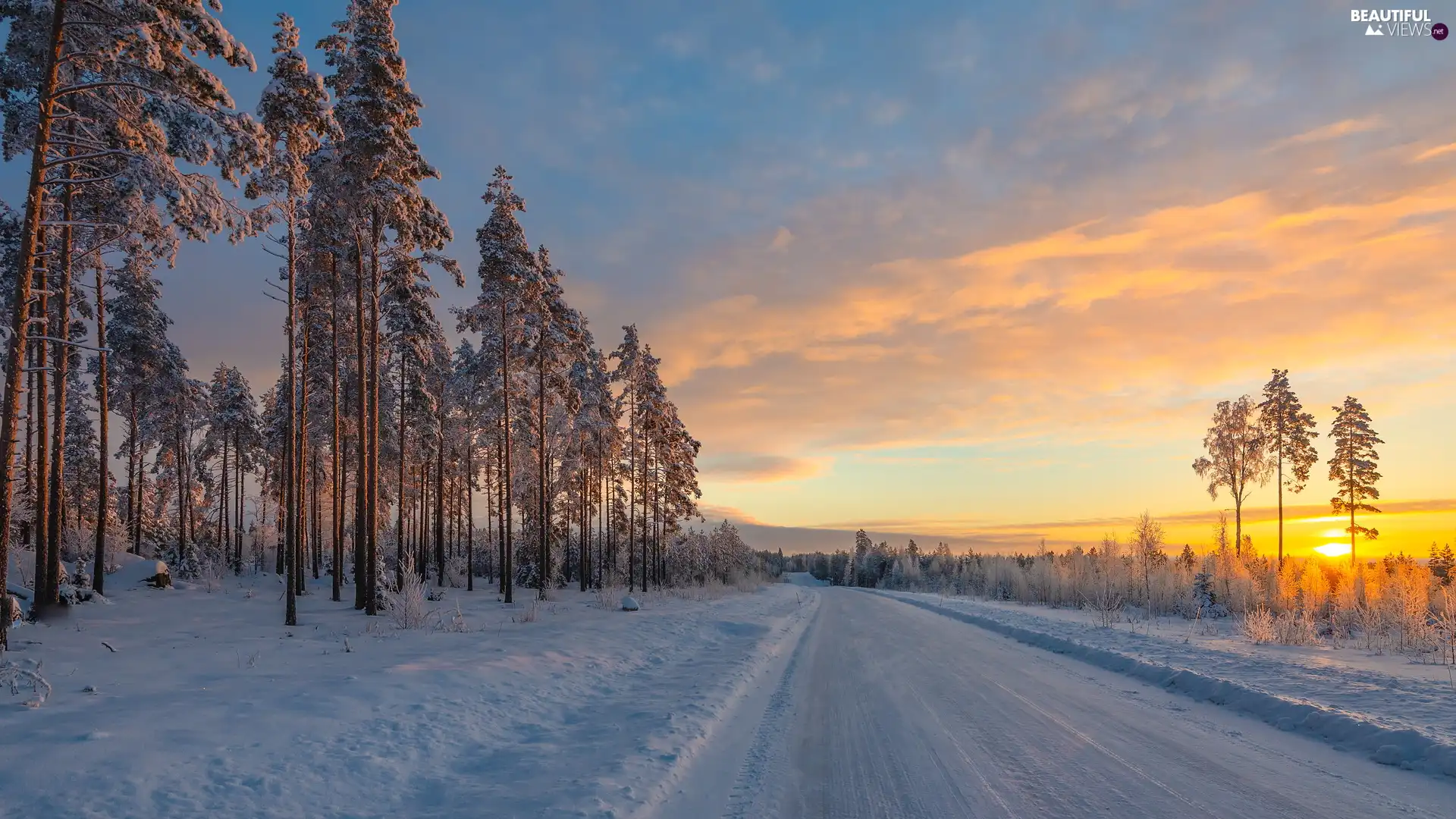 trees, snowy, forest, Way, Sunrise, viewes, winter