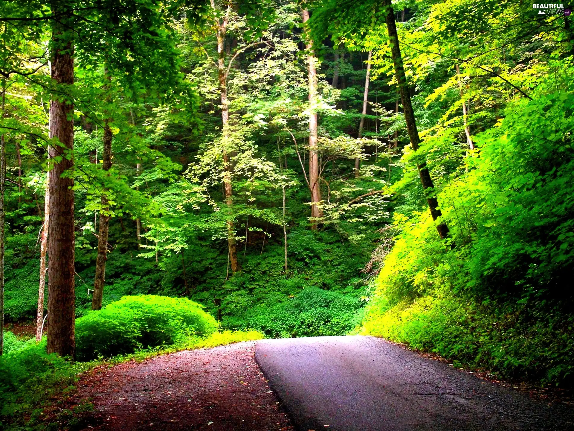 Way, summer, forest