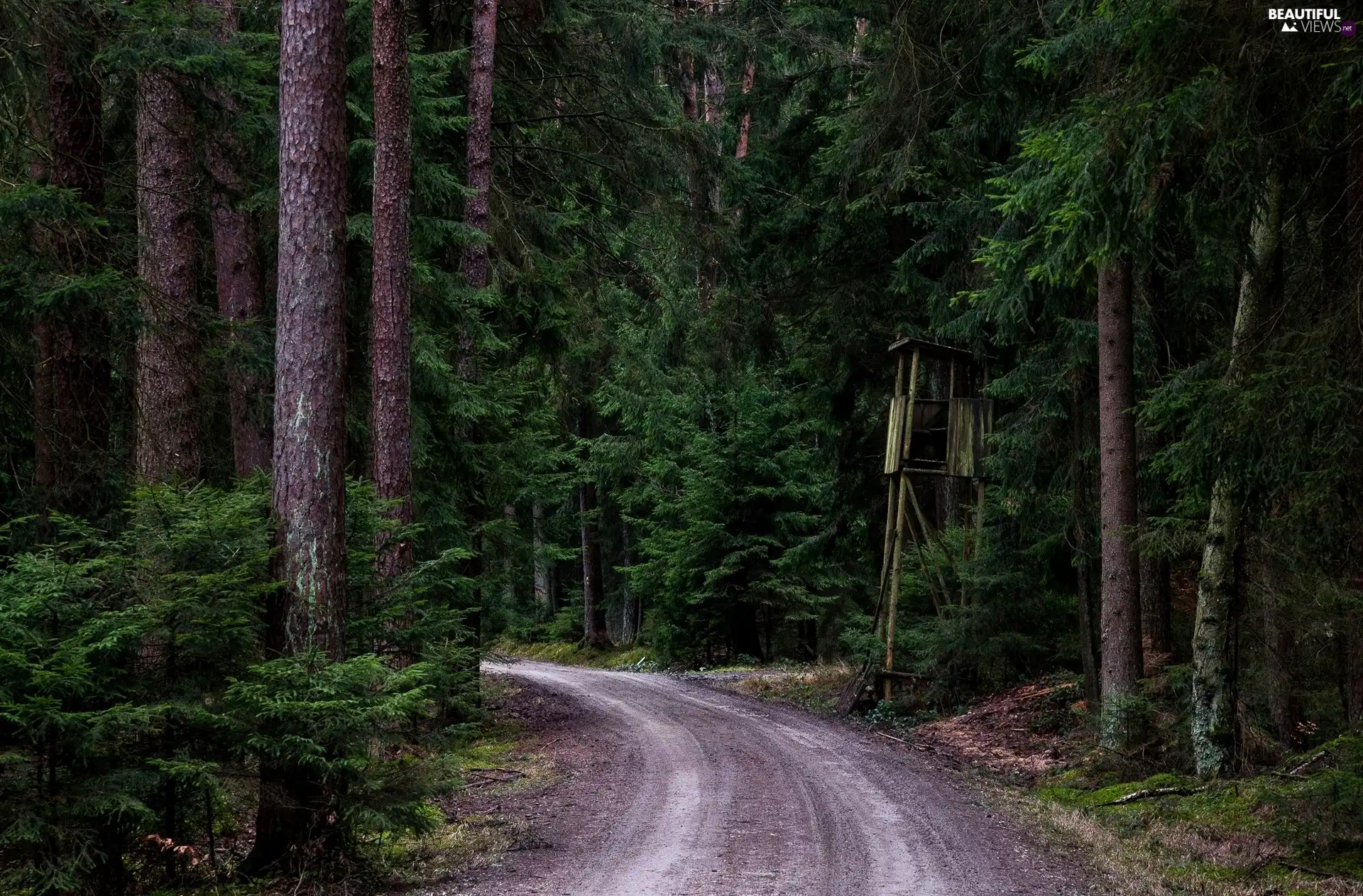 forest, Pulpit, turret, Way