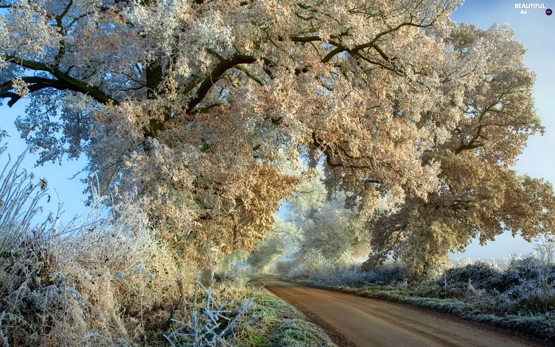 Way, White frost, frozen, Leaf, trees