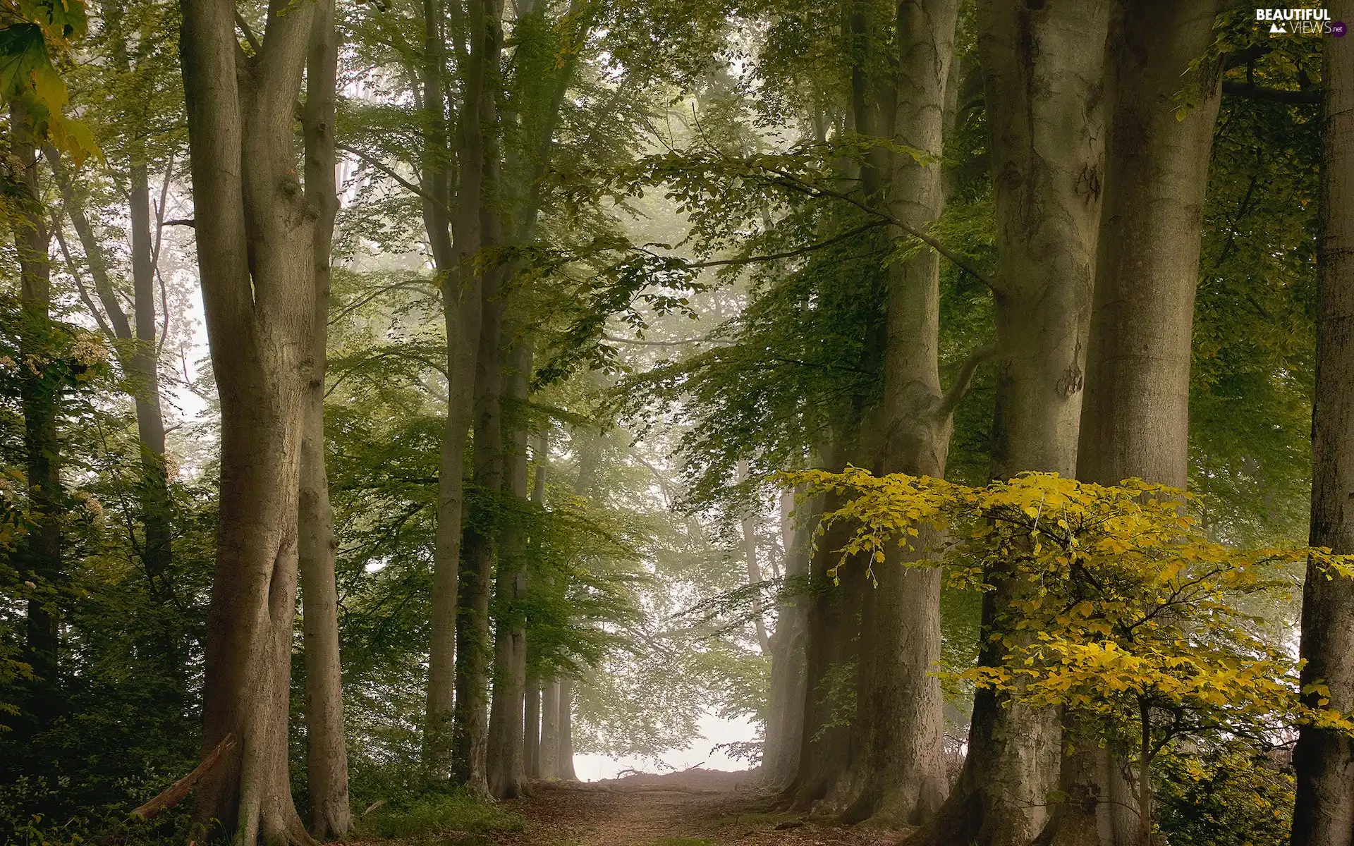 trees, forest, Fog, Way, viewes, high