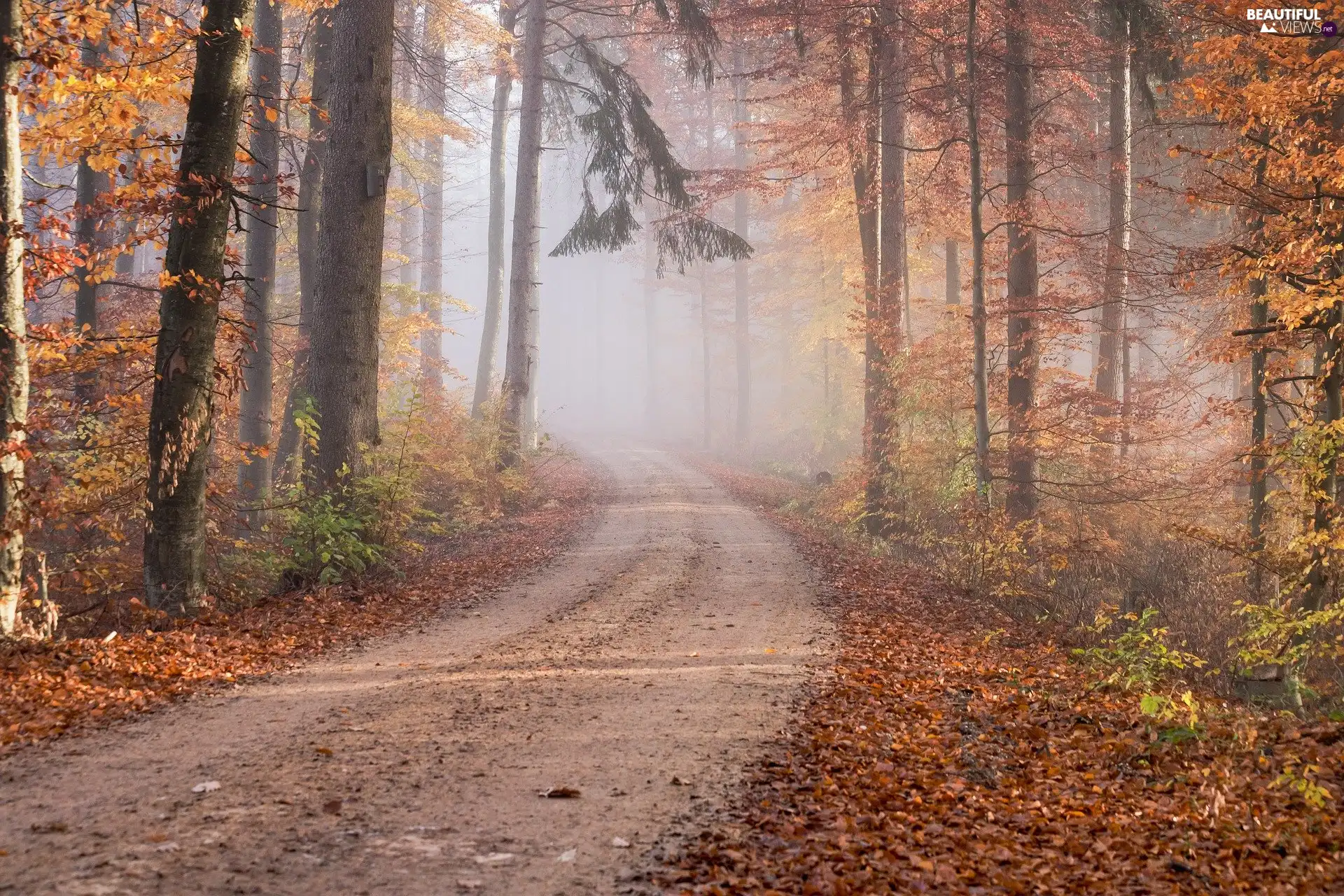 trees, viewes, Leaf, Fog, fallen, forest, autumn, Way