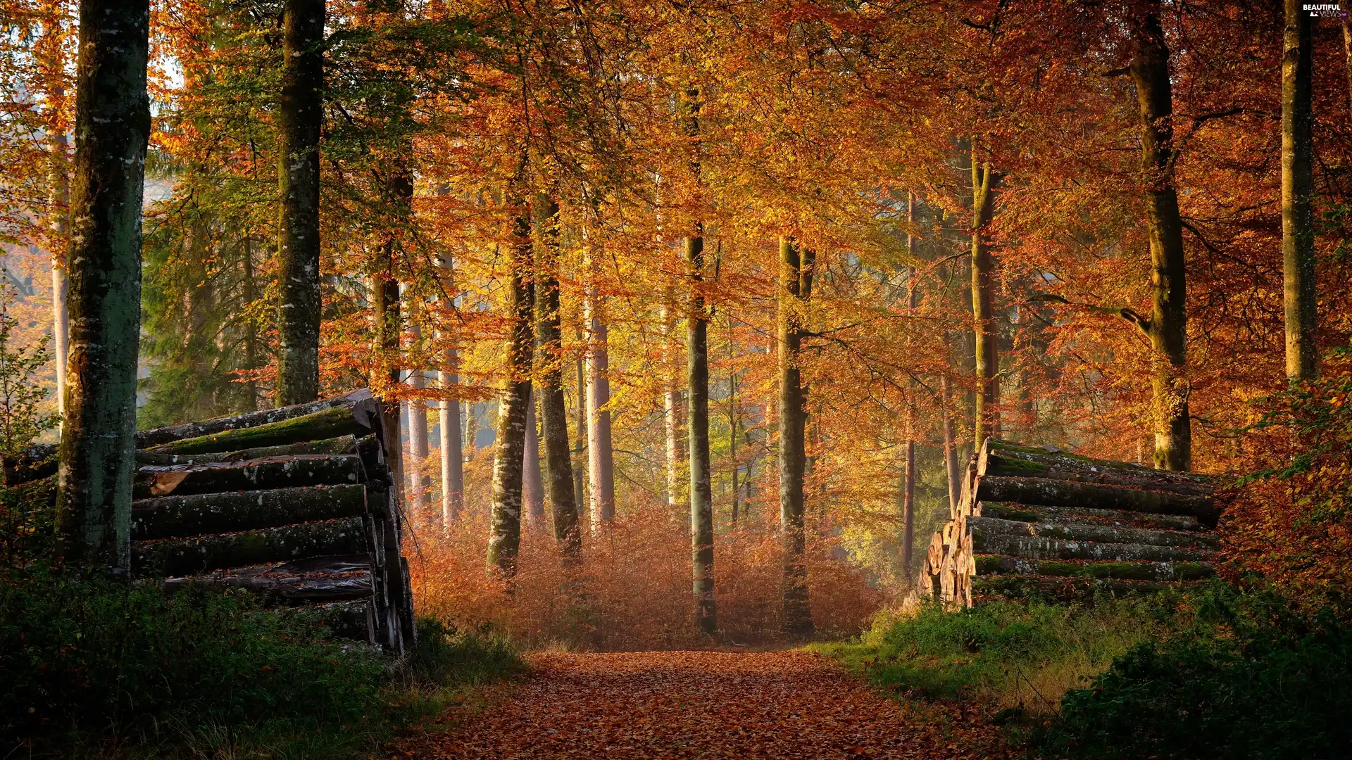 trees, viewes, Leaf, Logs, fallen, forest, autumn, Way