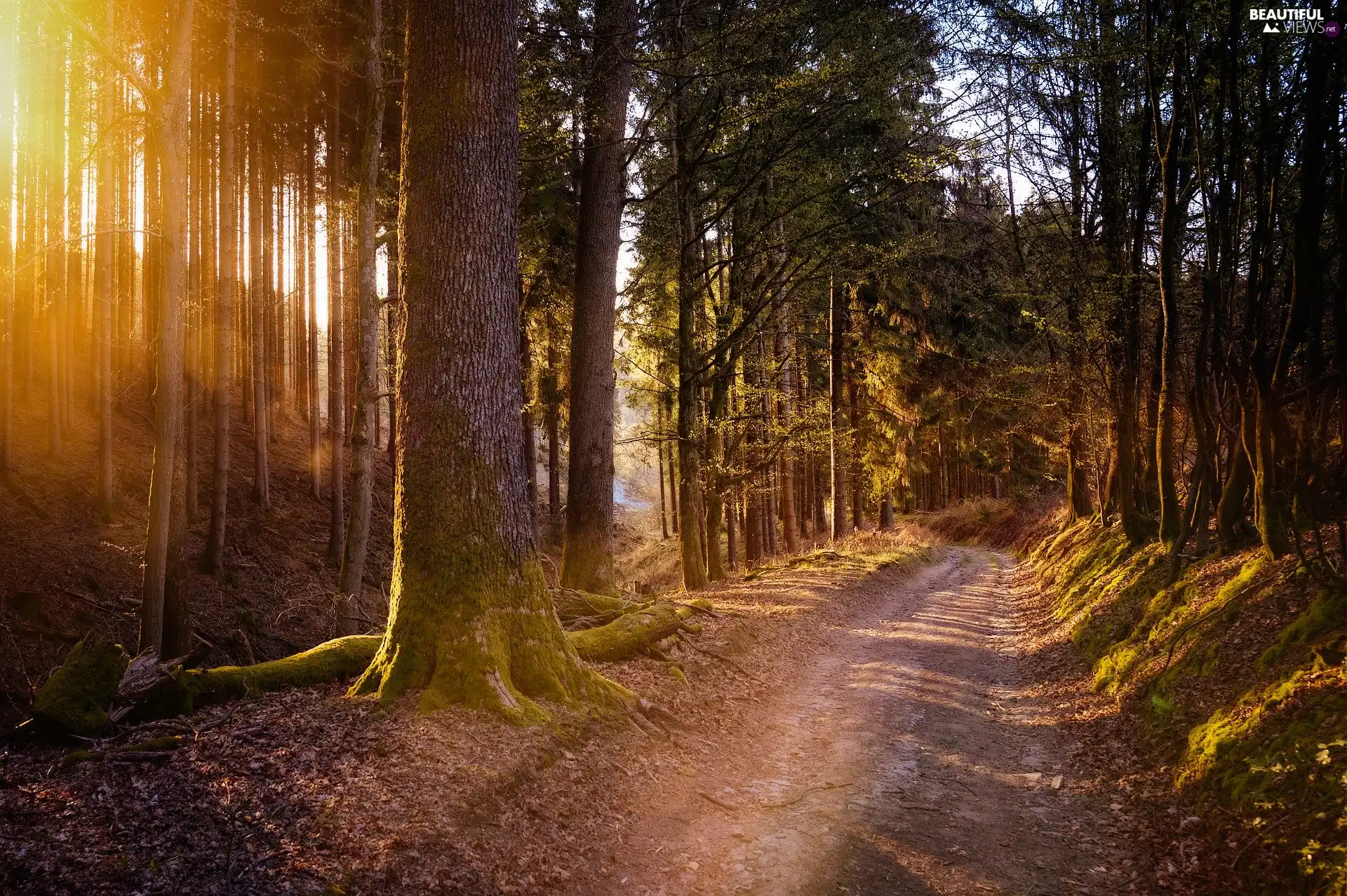Way, forest, trees, viewes, flash, luminosity, ligh, sun, sunny