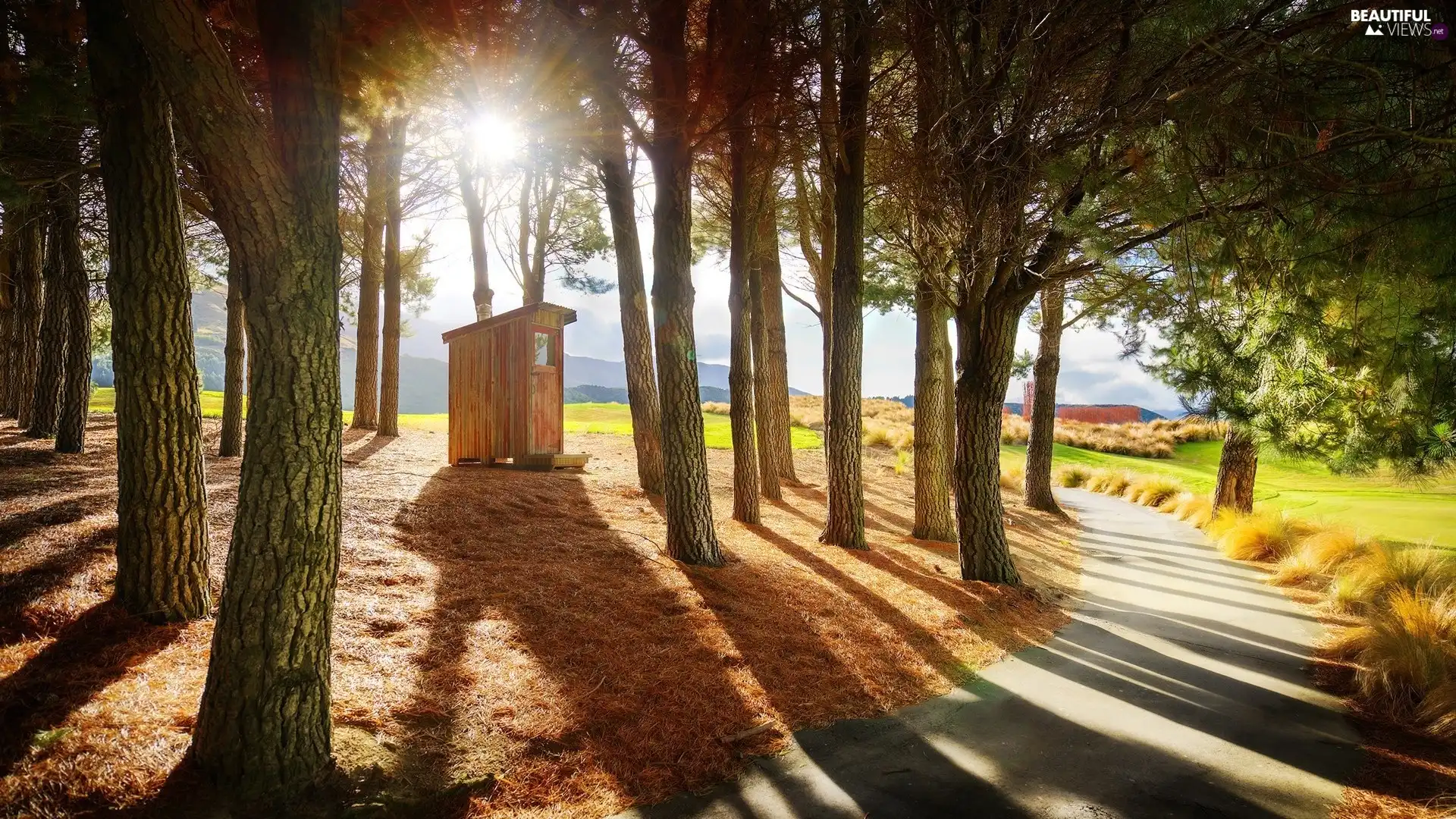 Park, forest, Way, booth, flash, luminosity, ligh, sun, Przebijające